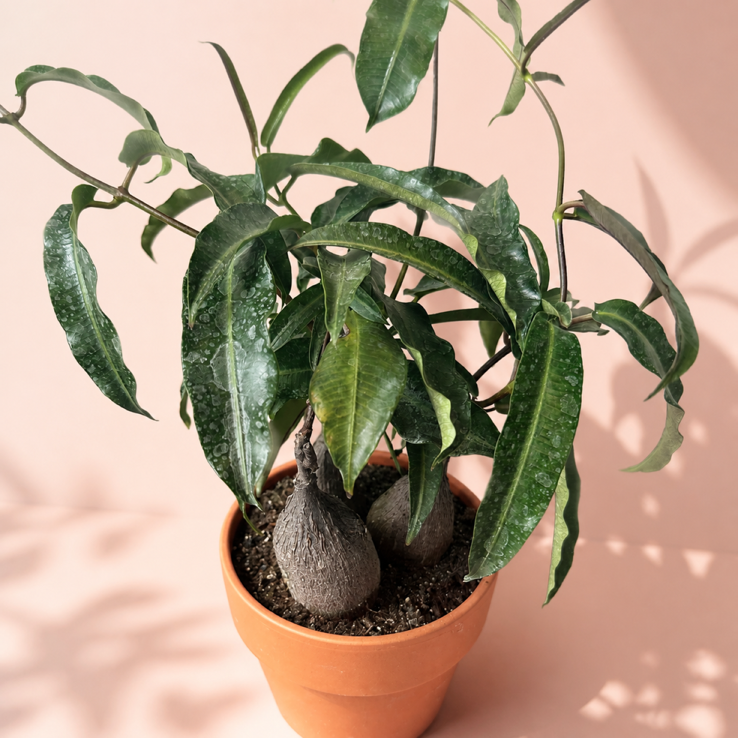 Petopentia natalensis 3 Head Caudex Live Plant in 15cm Pot