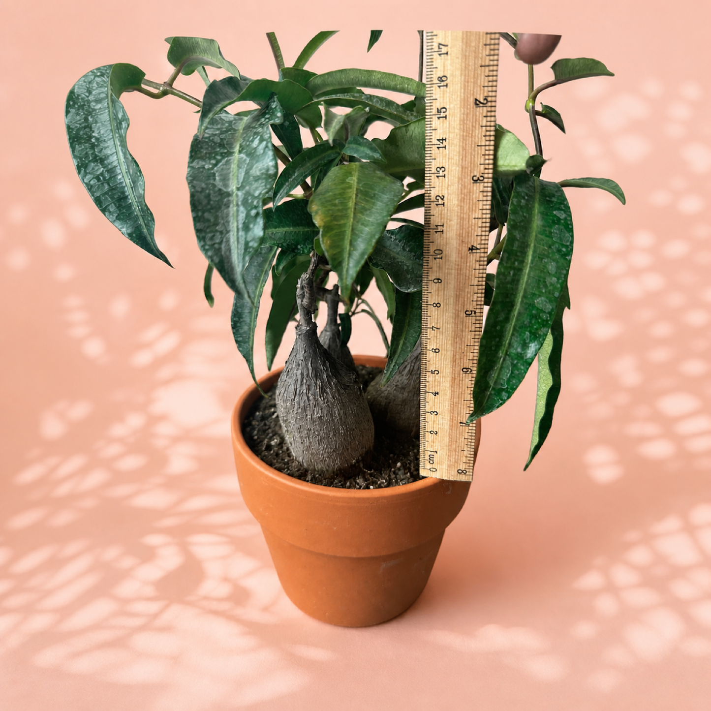 Petopentia natalensis 3 Head Caudex Live Plant in 15cm Pot