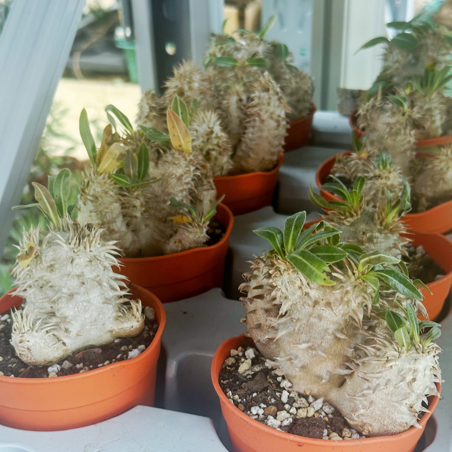 Pachypodium Densiflorum – Bare Root Caudex Succulent Plant