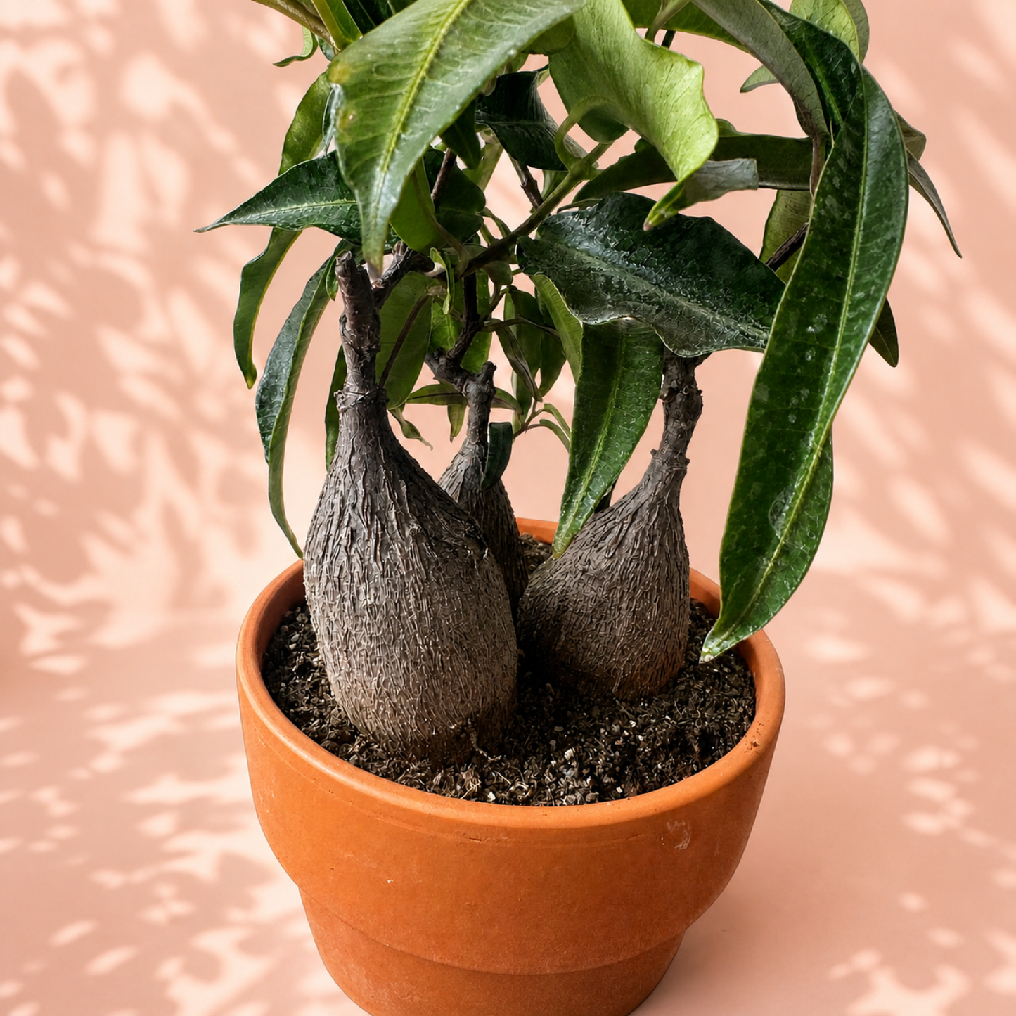 Petopentia natalensis 3 Head Caudex Live Plant in 15cm Pot
