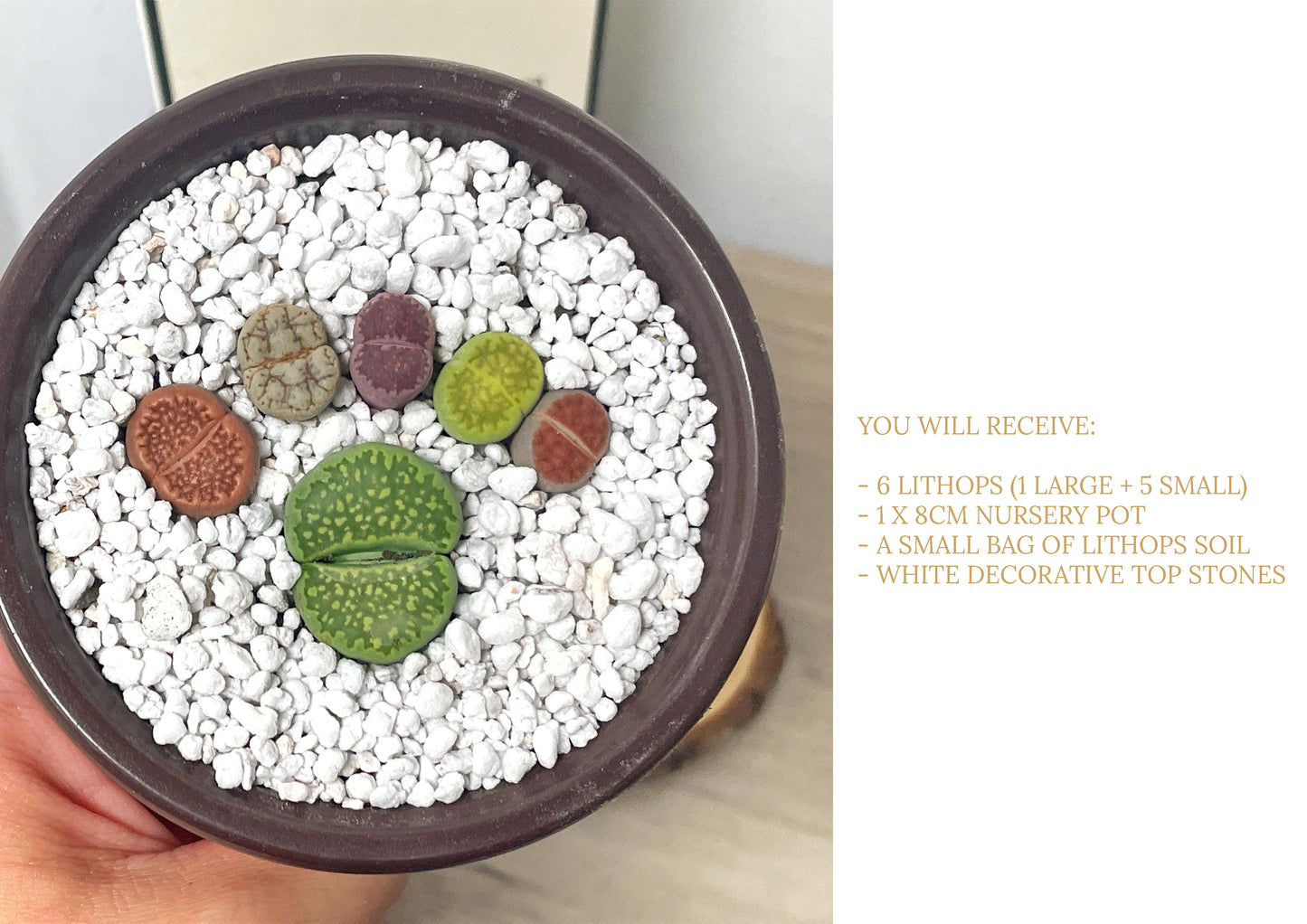 DIY Lithops Kit - 6 Lithops, 1 x 8cm nursery pot, small bag of Lithops soil, White decorative top - Succulents - Cactus, Lithops New Starter Kit, Gift for Kid