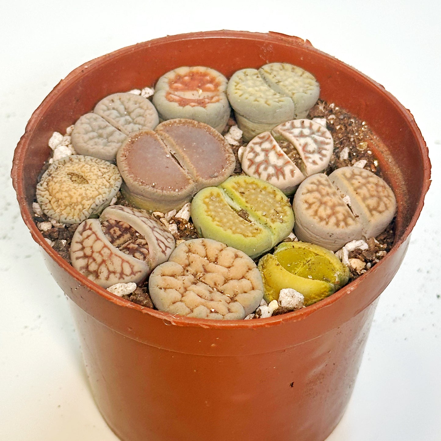 10pcs Mixed Lithops – Living Stones-Chic Chic Plants