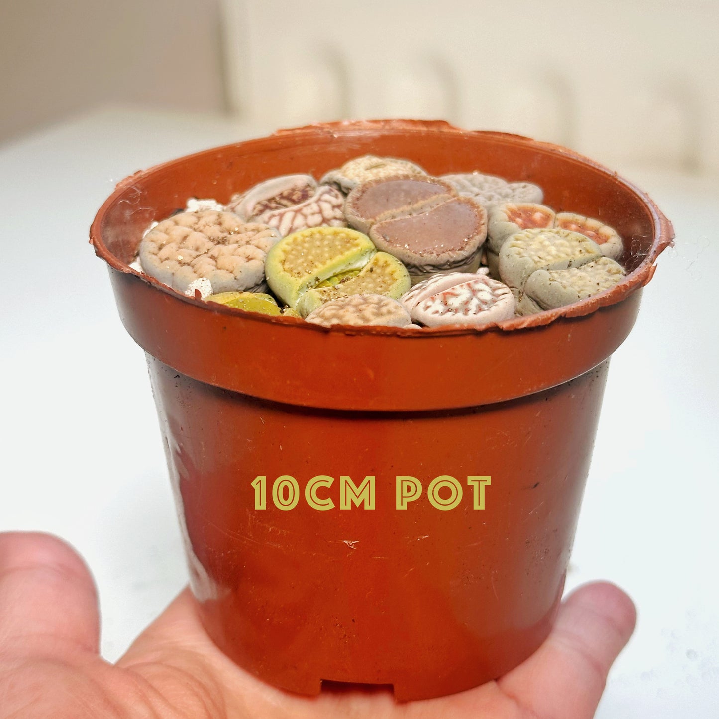 10pcs Mixed Lithops – Living Stones-Chic Chic Plants