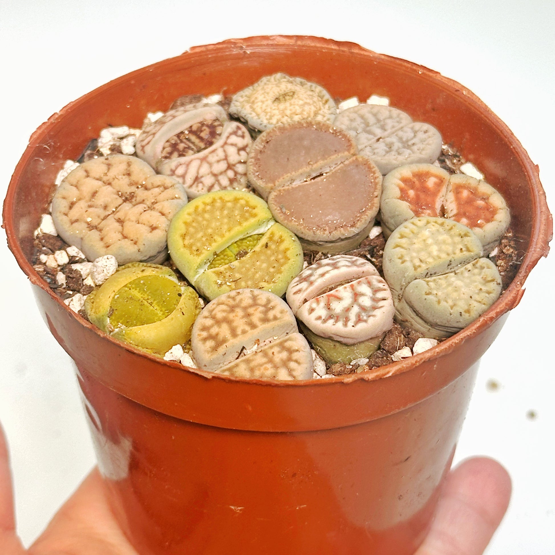 10pcs Mixed Lithops – Living Stones-Chic Chic Plants