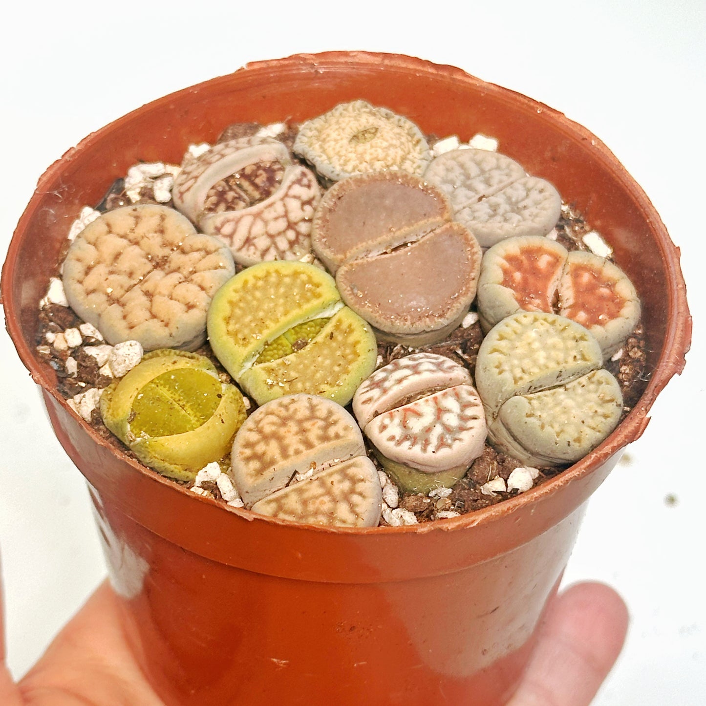 10pcs Mixed Lithops – Living Stones-Chic Chic Plants