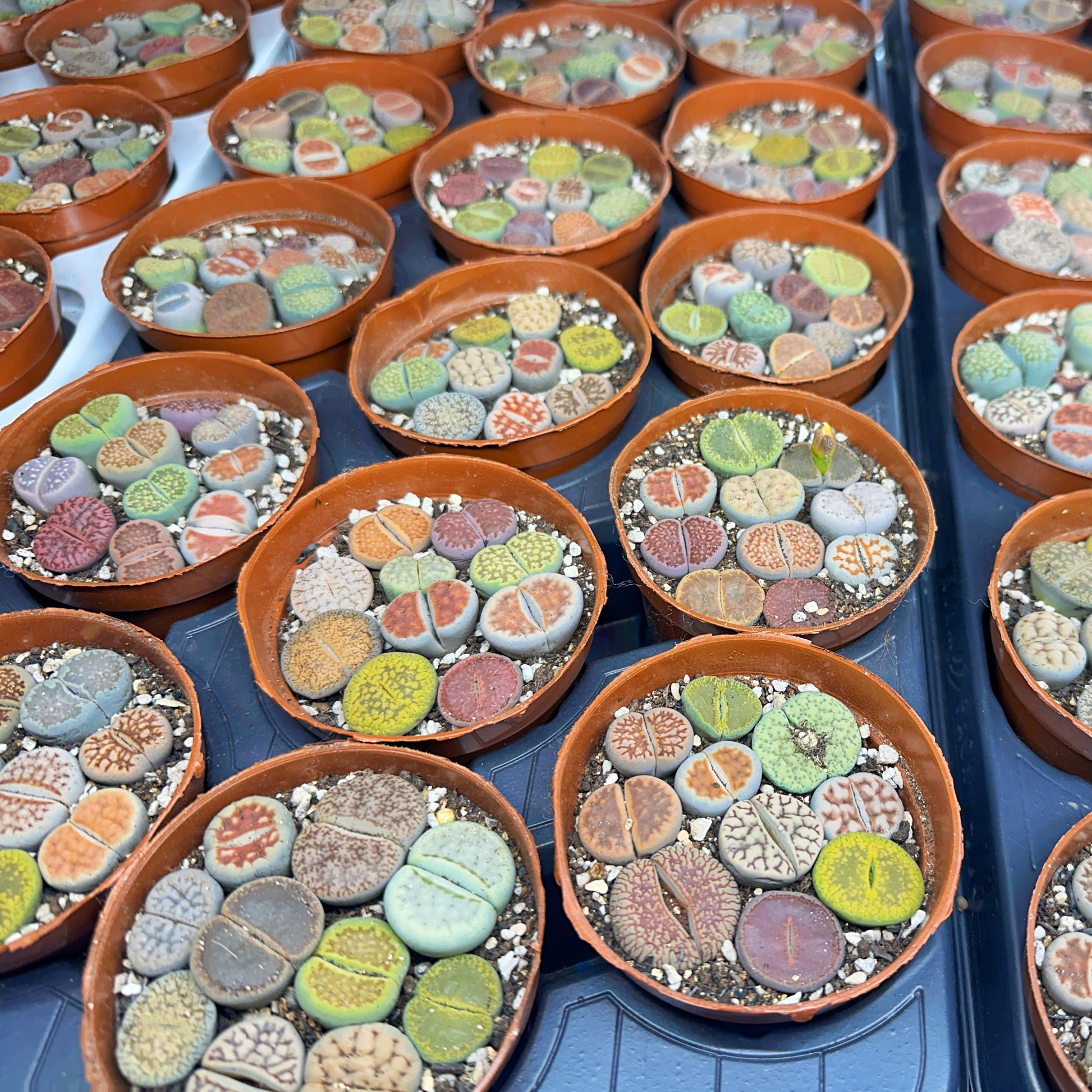 10pcs Mixed Lithops – Living Stones-Chic Chic Plants