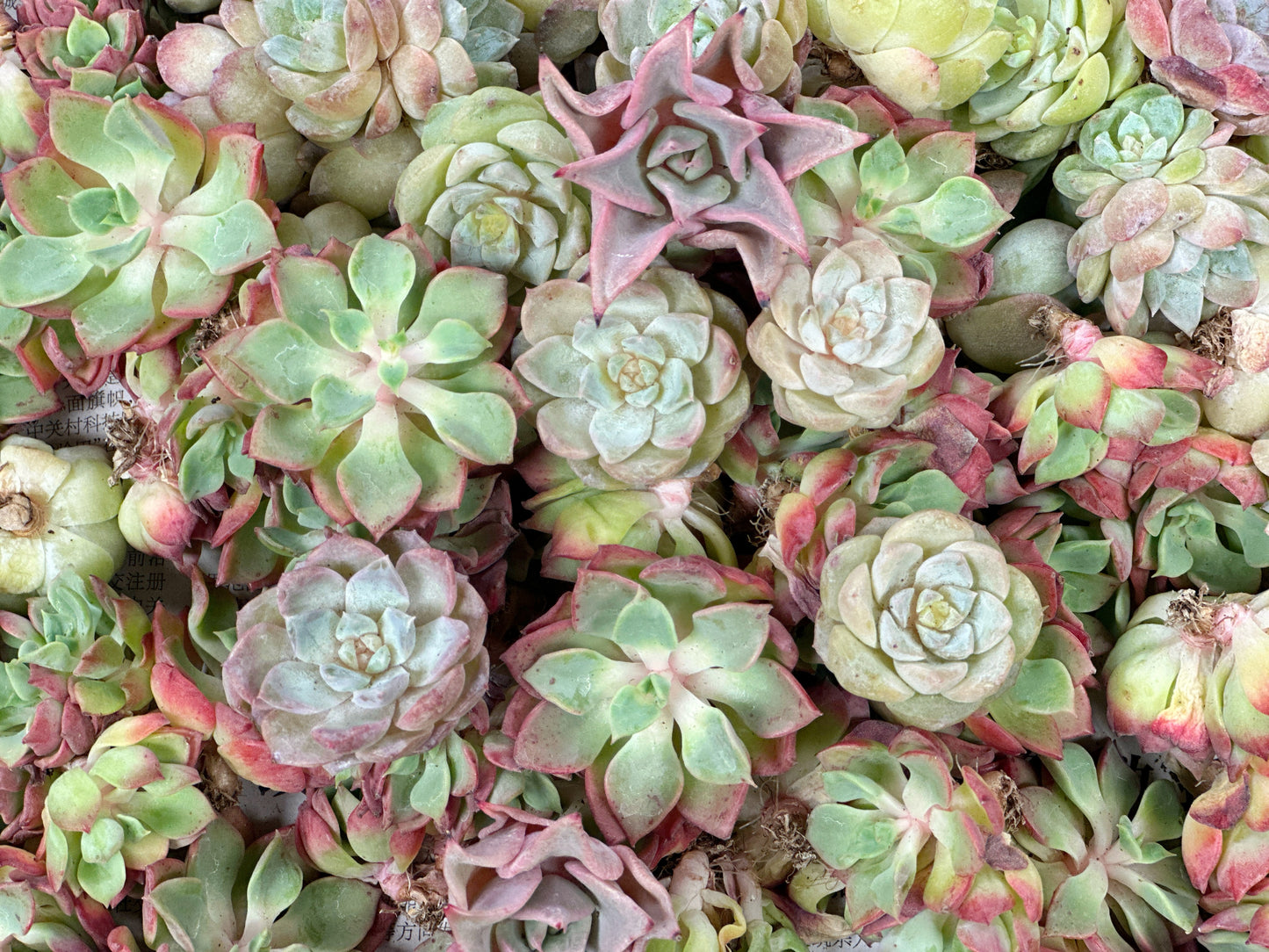 10pcs Mini Echeveria Succulent Heads