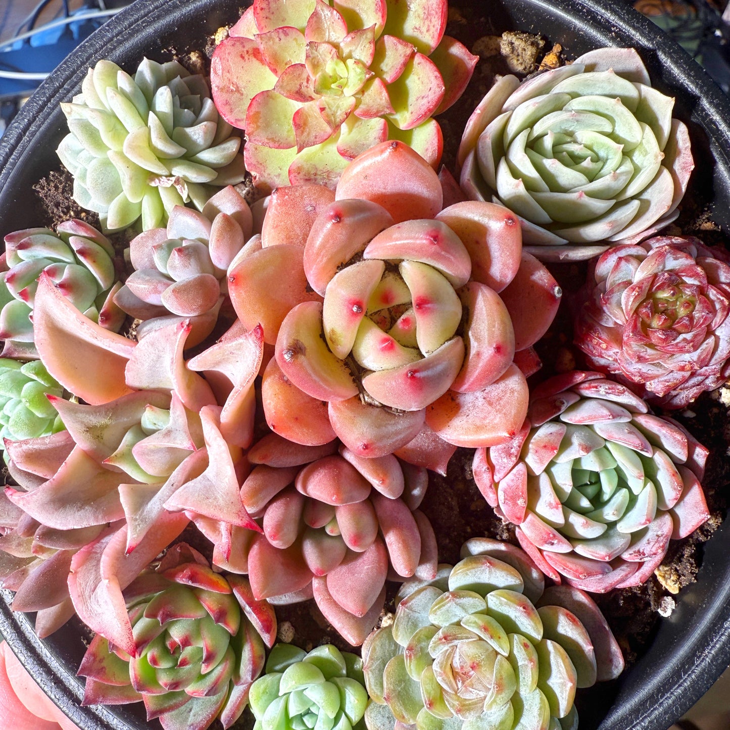 10pcs Mini Echeveria Succulent Heads