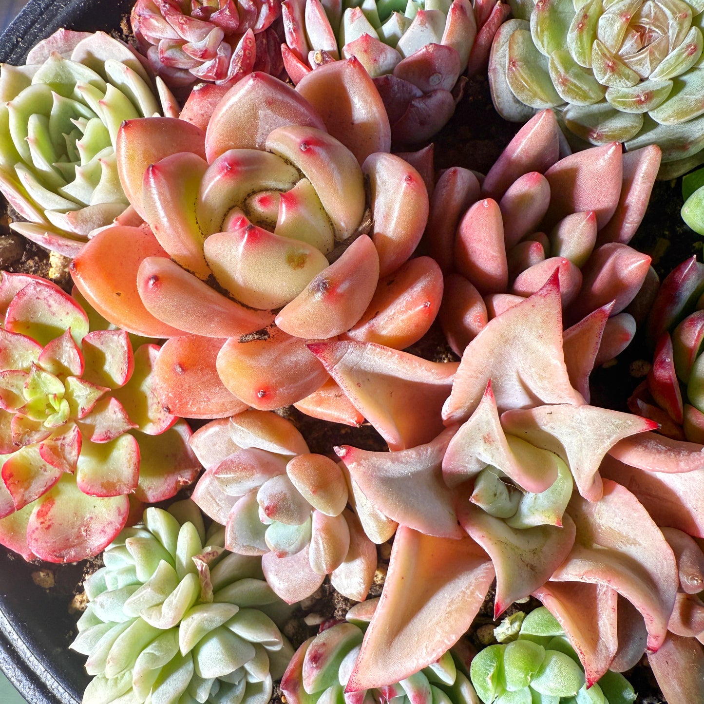 10pcs Mini Echeveria Succulent Heads