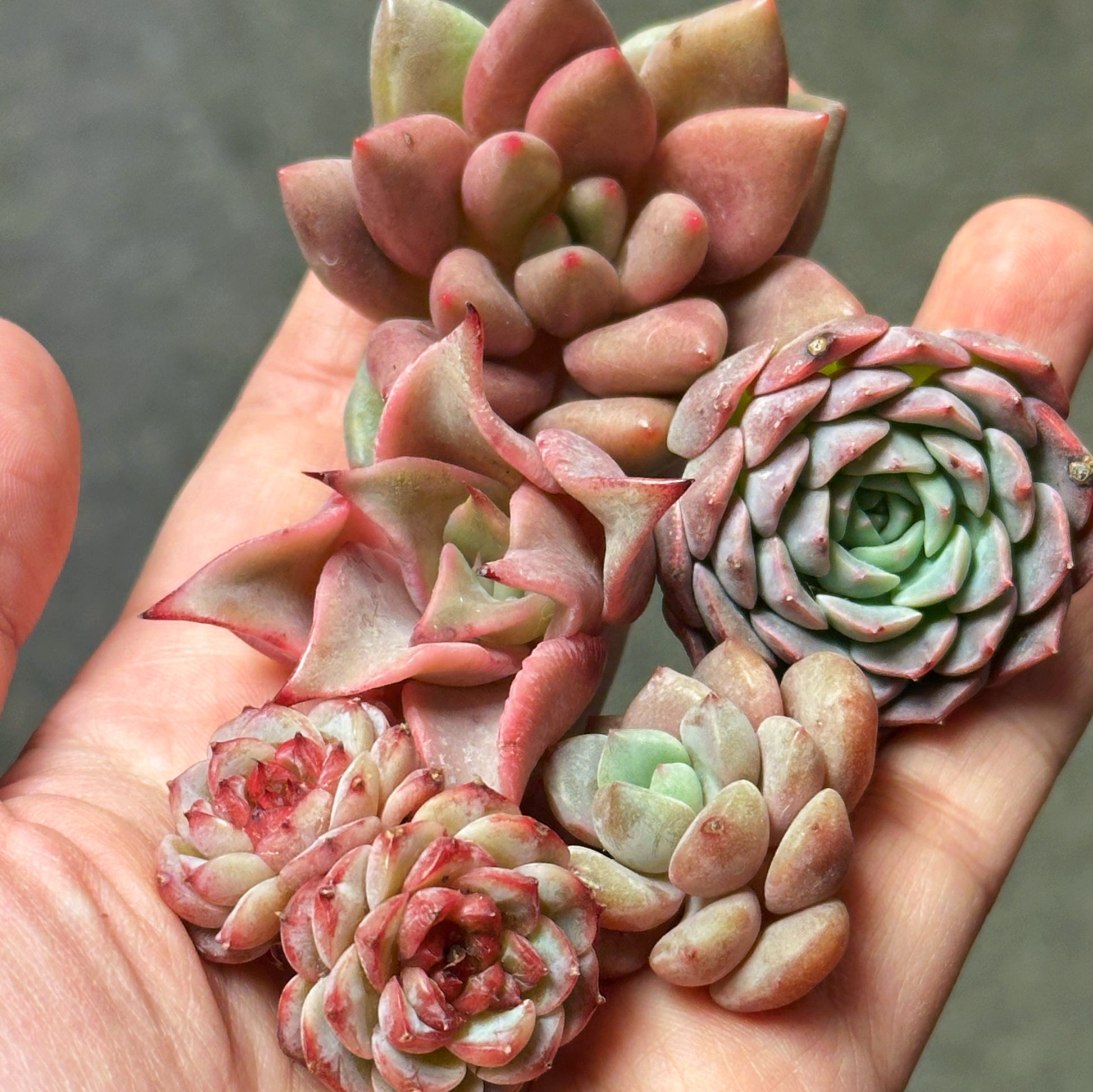 10pcs Mini Echeveria Succulent Heads