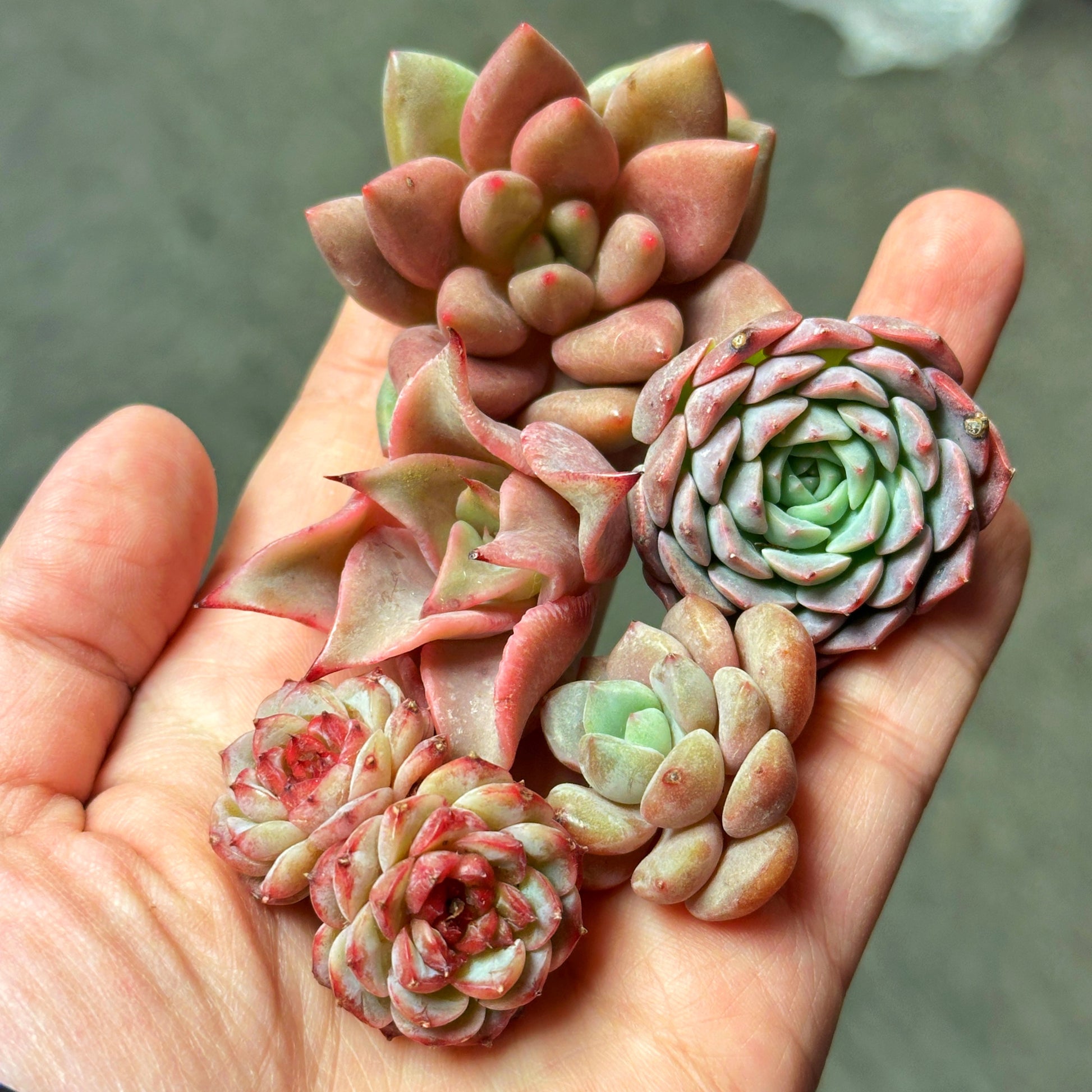 10pcs Mini Echeveria Succulent Heads