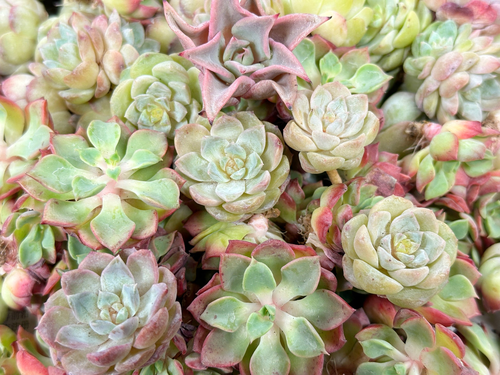 10pcs Mini Echeveria Succulent Heads