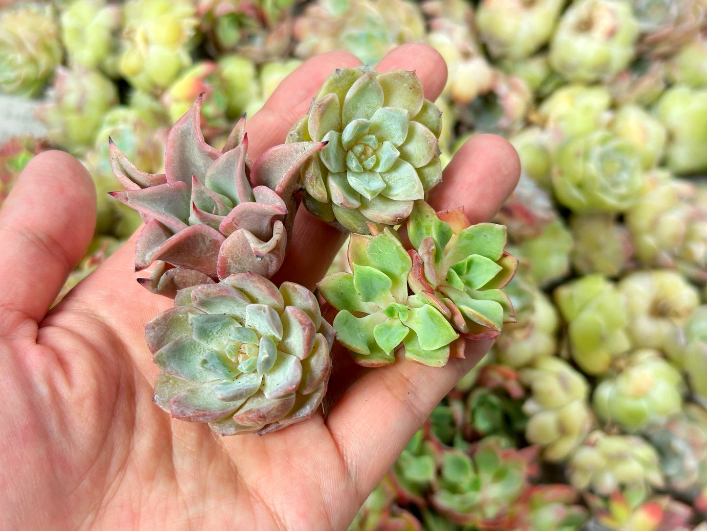 10pcs Mini Echeveria Succulent Heads