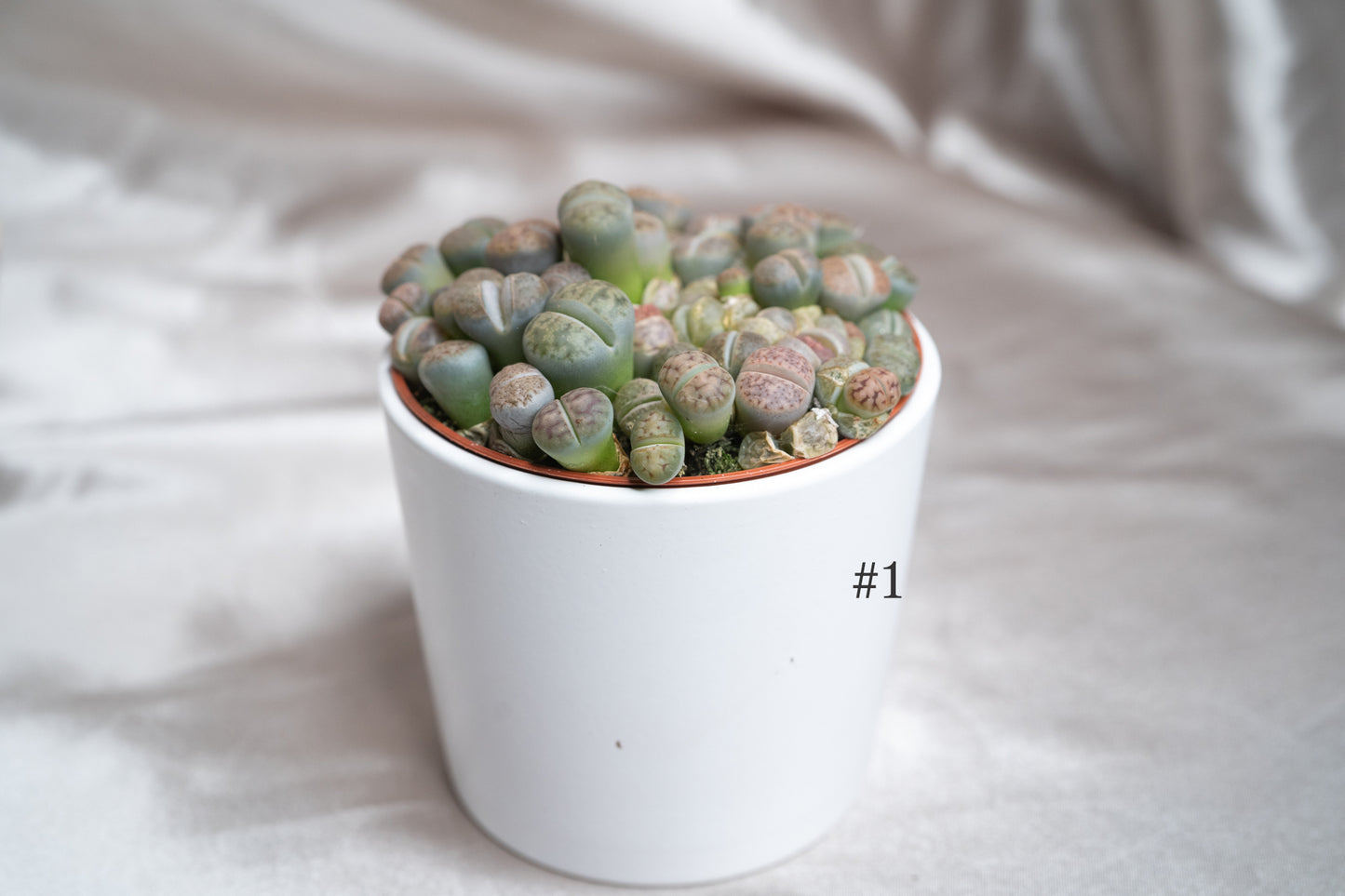 3 Varieties Lithops Collection – 20+ Living Stones Per Pot – Succulent Gem