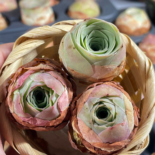3 Small Mountain Rose Succulents – Single Head Greenovia | Aeonium -0