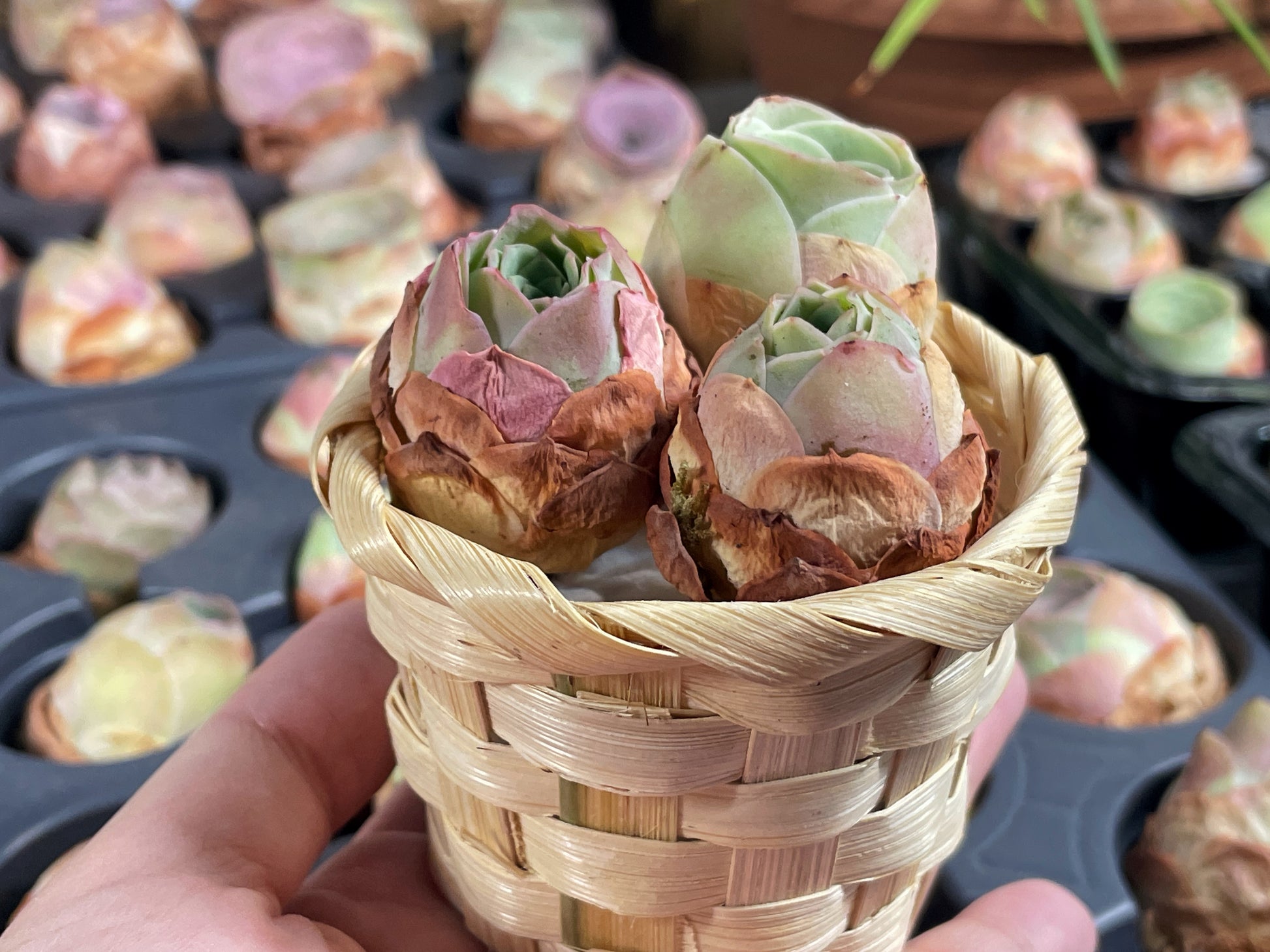 3 Small Mountain Rose Succulents – Single Head Greenovia | Aeonium -0