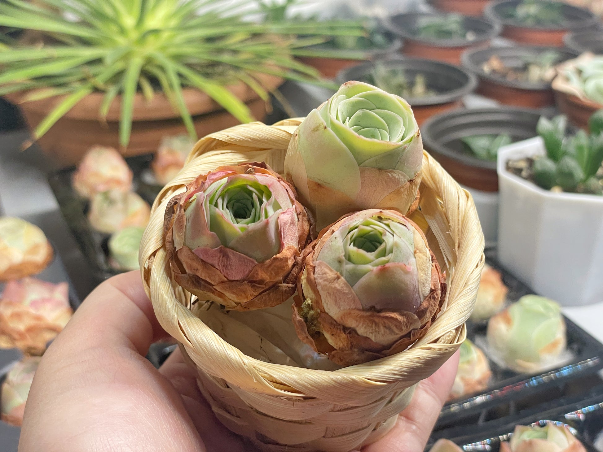 3 Small Mountain Rose Succulents – Single Head Greenovia | Aeonium -0