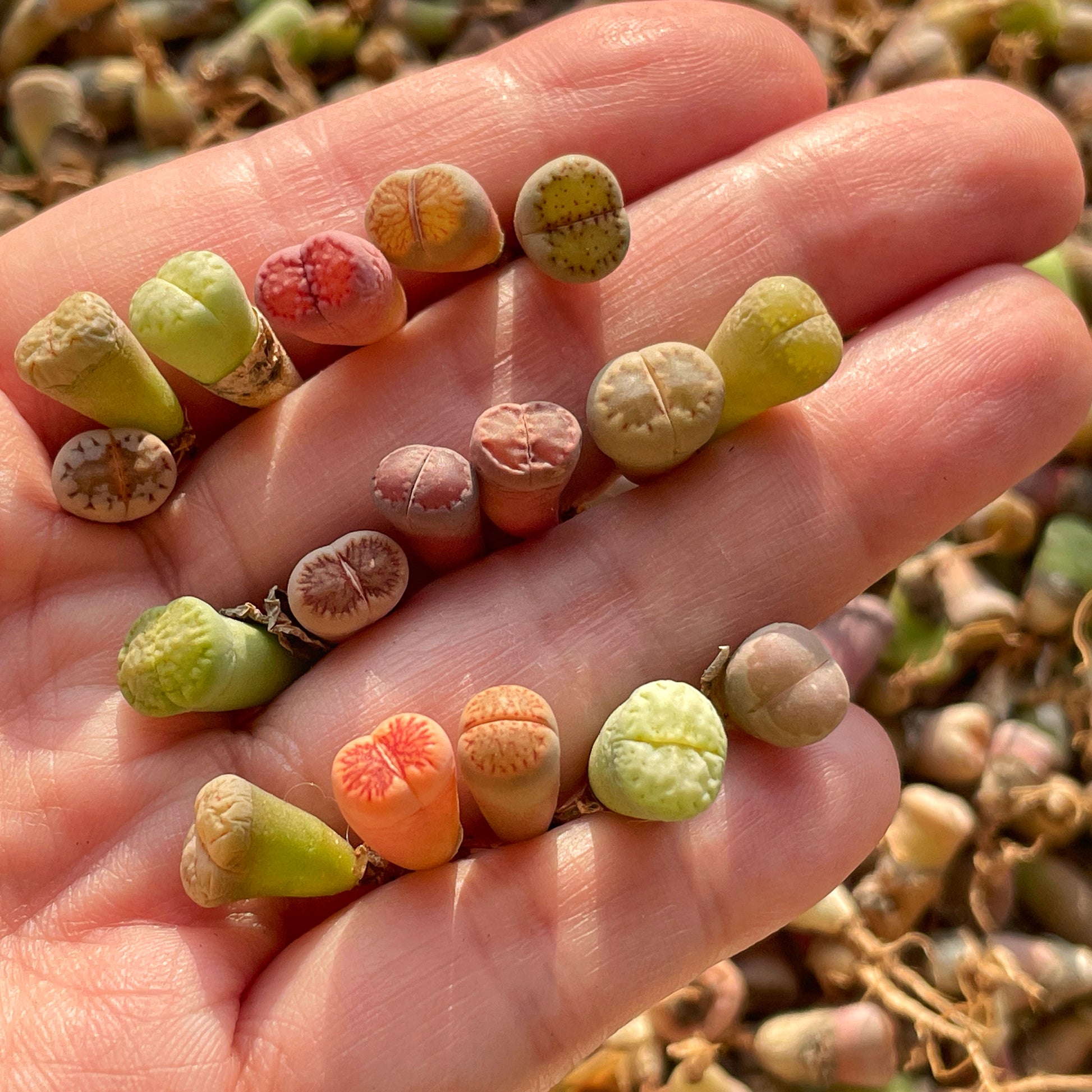 succulent stones 40–50pcs Baby Lithops – Colourful Living Stones Succulent Mix | Rare Mini Cactus Plants | Bare Root Shipping | Easy-Care Succulent Collection – Chic Chic Plants