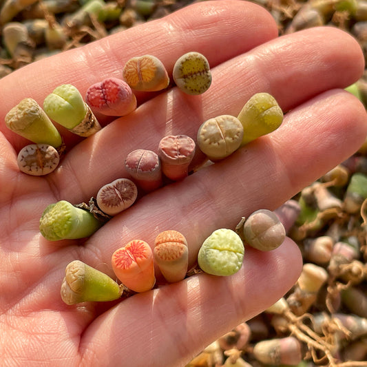 40-50pcs Baby Lithops, Living Stone - 0