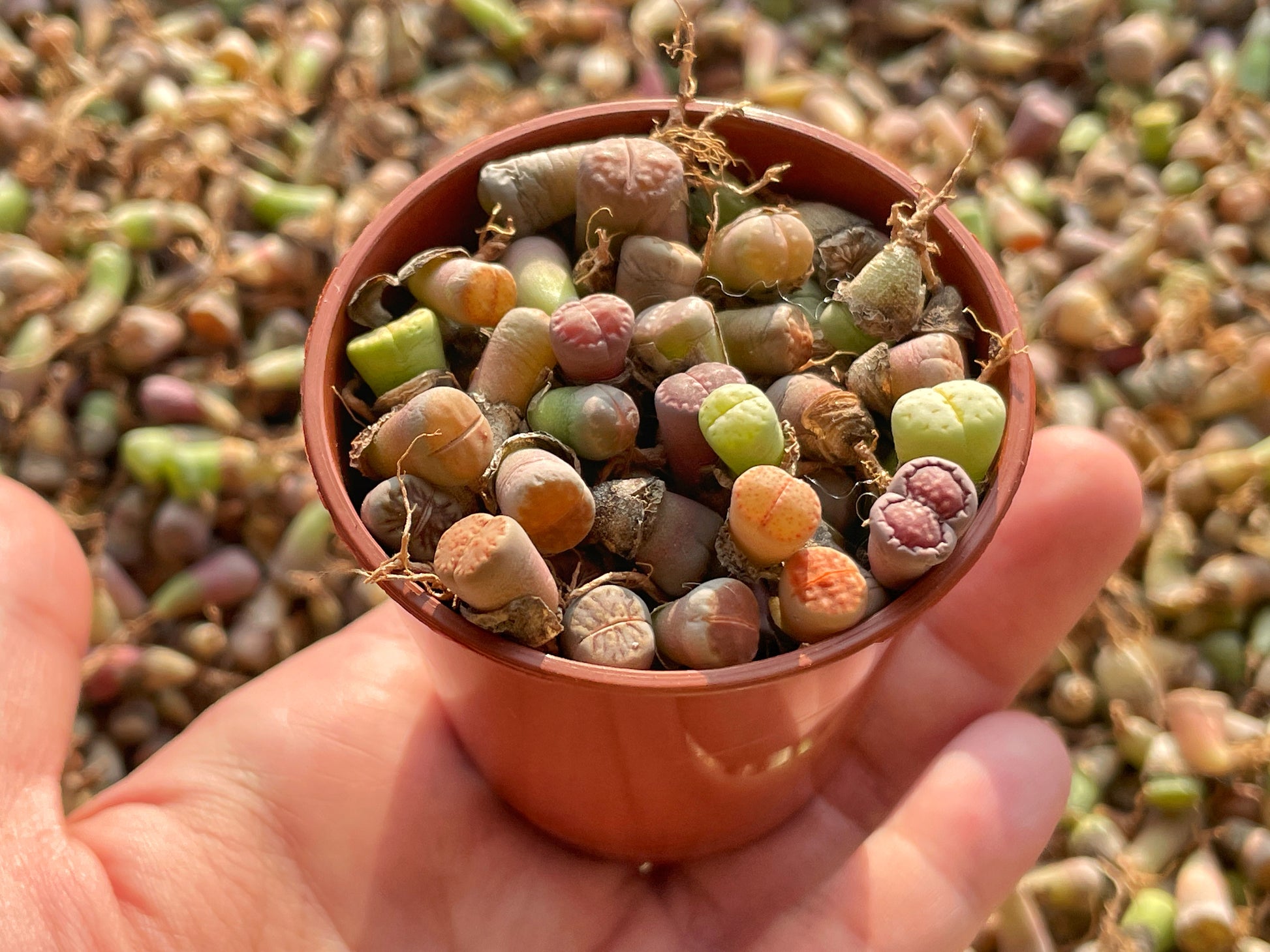 40-50pcs Baby Lithops, Living Stone - 0