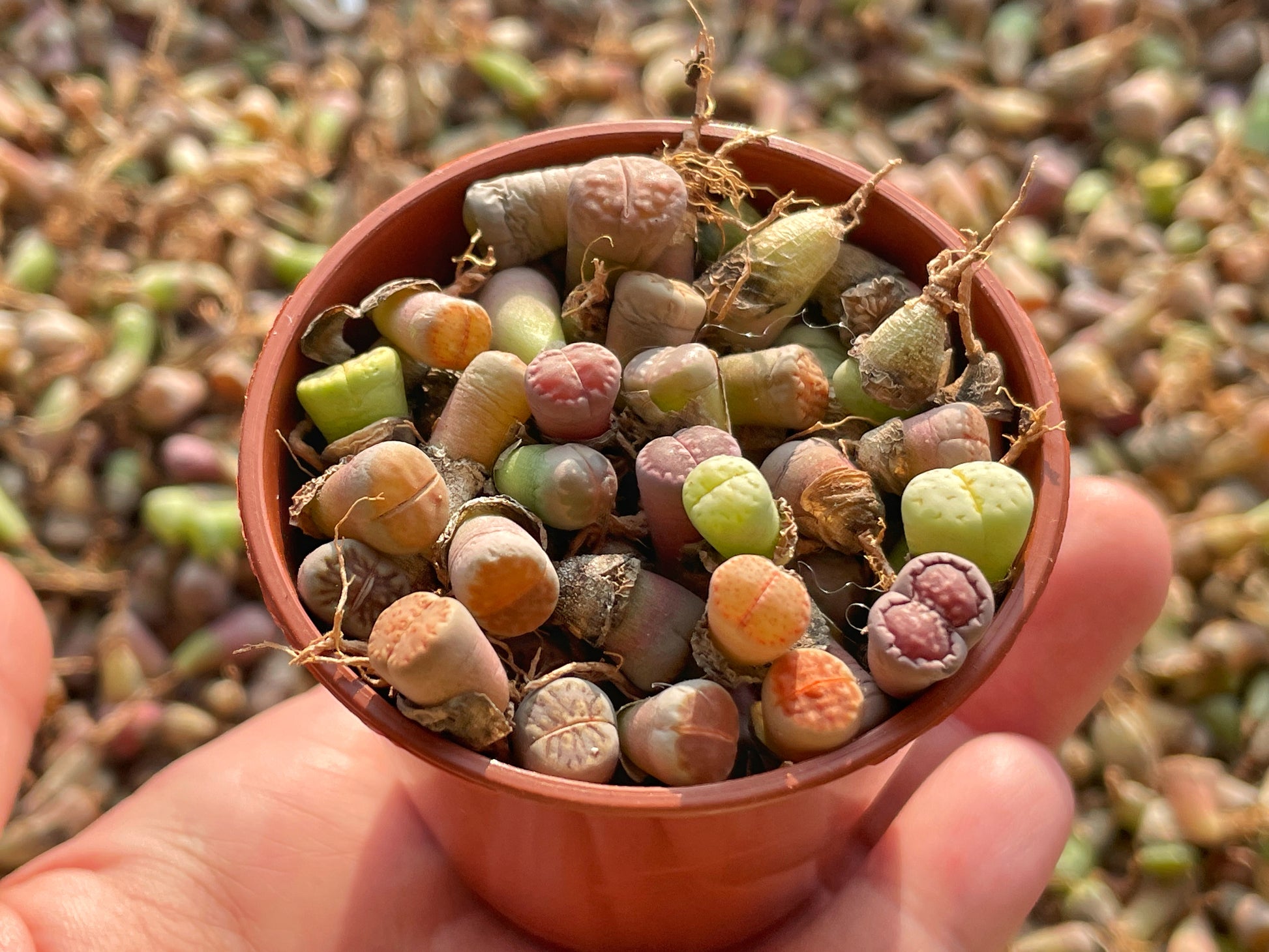 40-50pcs Baby Lithops, Living Stone - 0