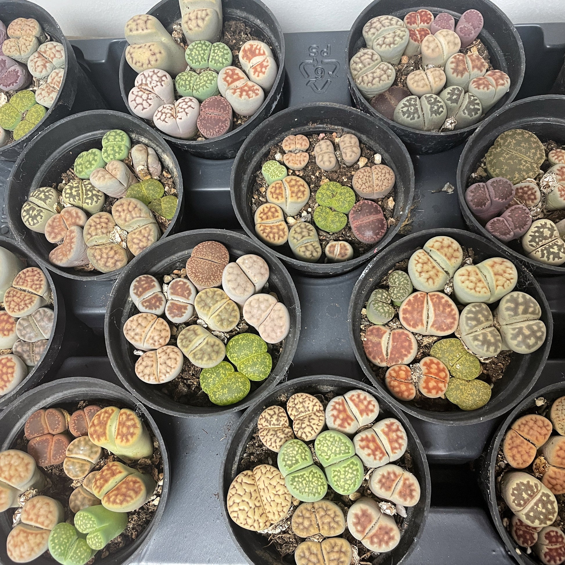 double headed succulent 4–6 Double Head Lithops – Brilliant Colour Living Stones Succulent Plants | Easy-Care Cactus in 8cm Pot | Live Plants for Home or Office Décor – Chic Chic Plants