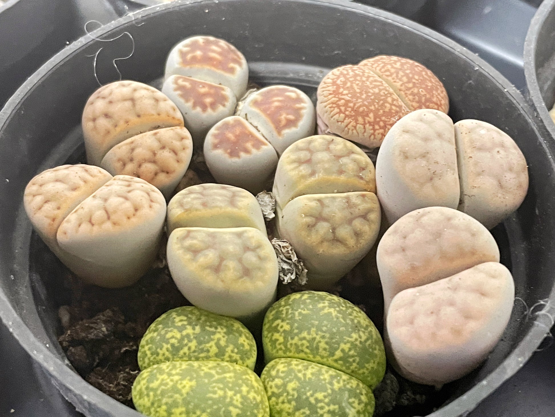 4–6 Double-Head Lithops - 0