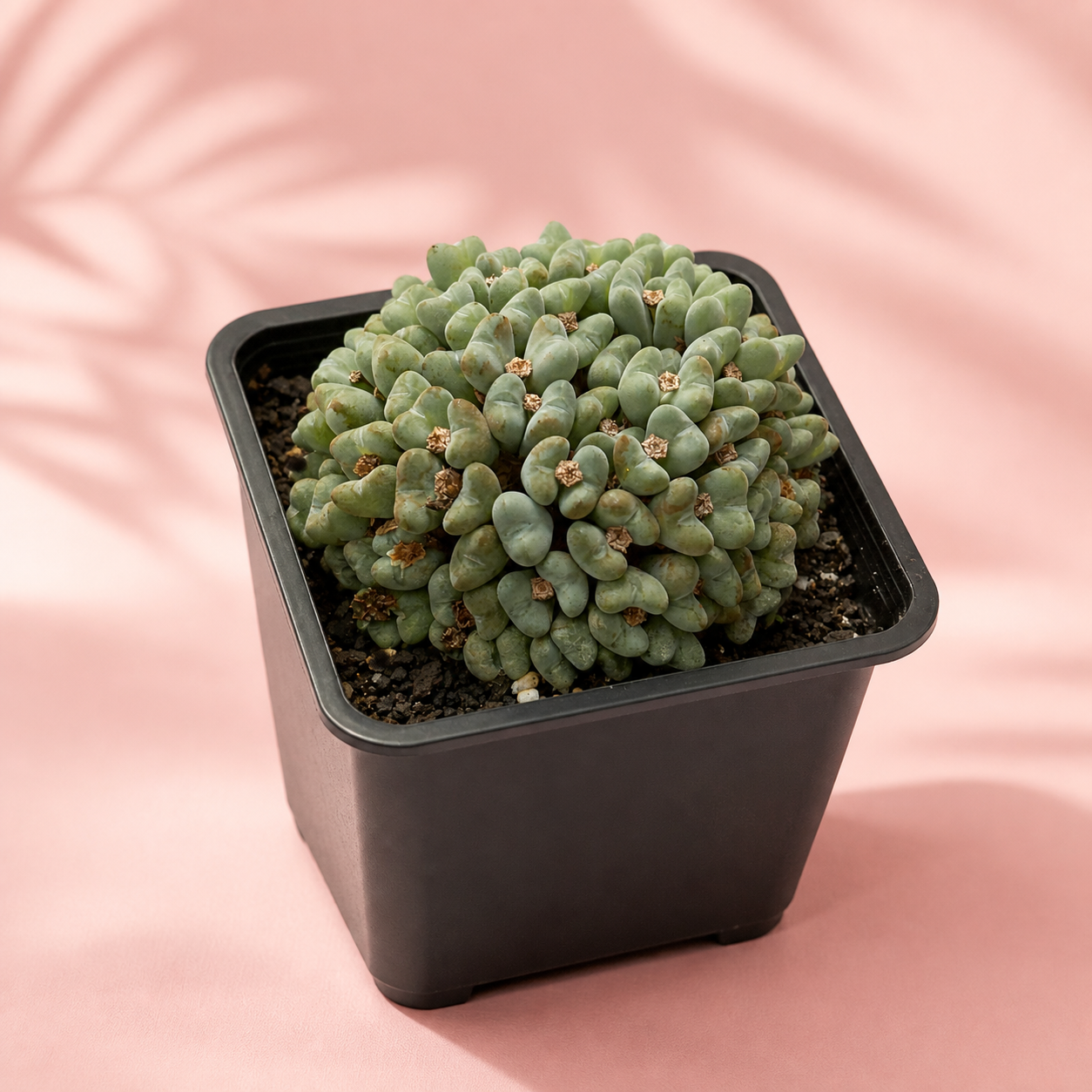 50+ Head Conophytum Collector Cluster Live Plant in 10cm Pot
