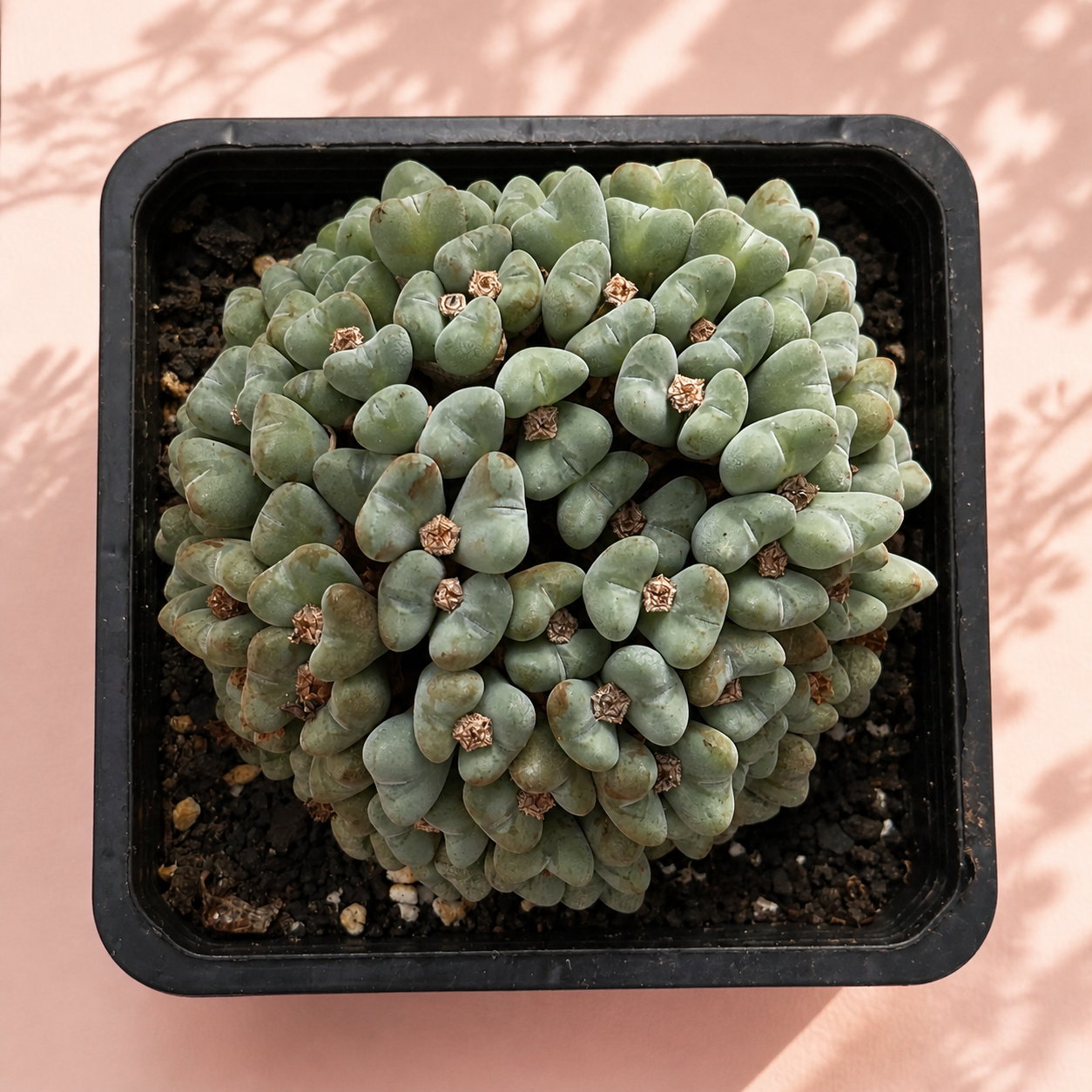 50+ Head Conophytum Collector Cluster Live Plant in 10cm Pot

