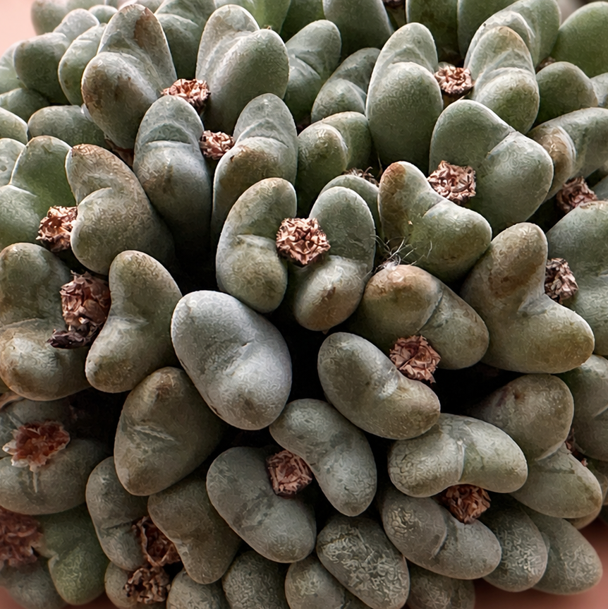 50+ Head Conophytum Collector Cluster Live Plant in 10cm Pot
