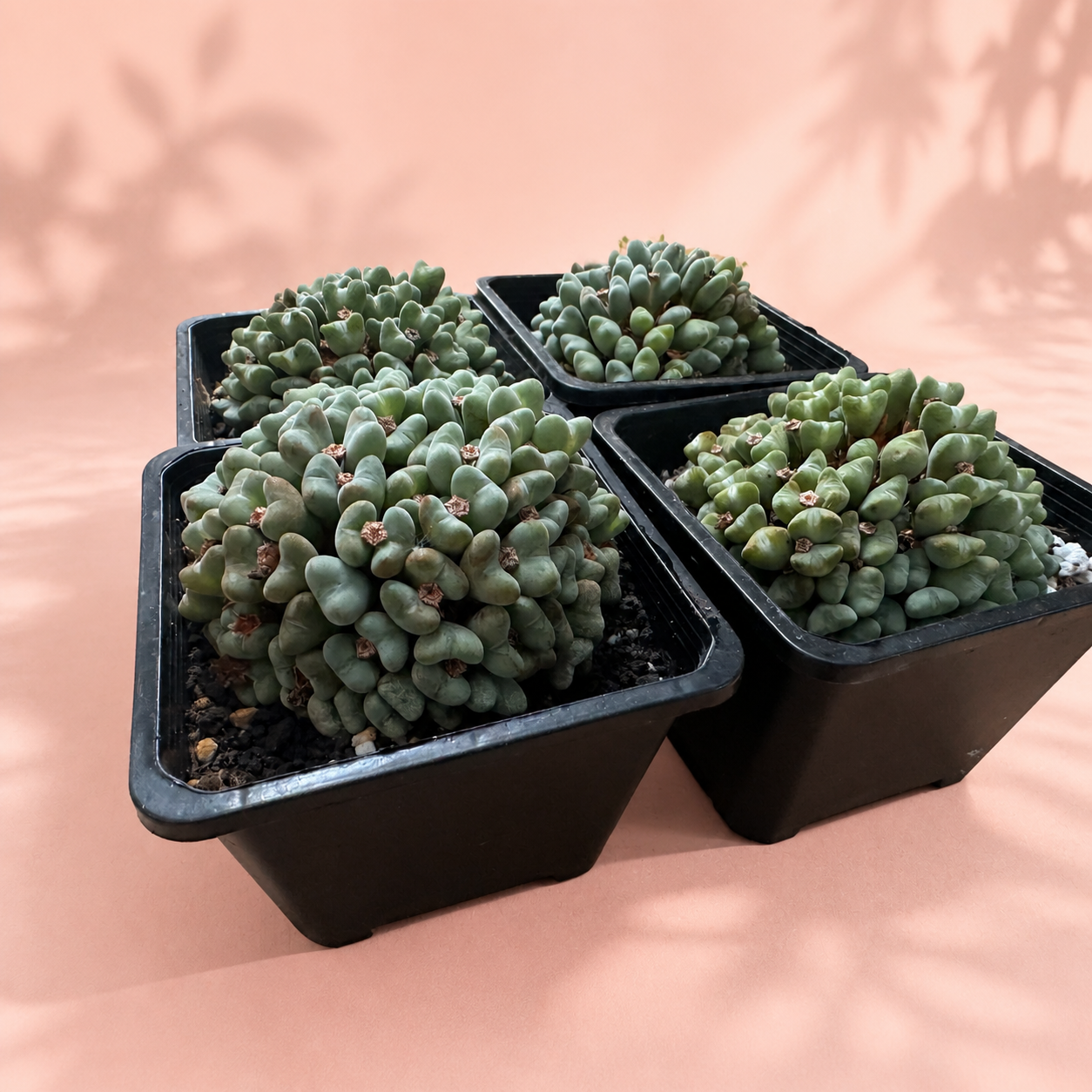 50+ Head Conophytum Collector Cluster Live Plant in 10cm Pot
