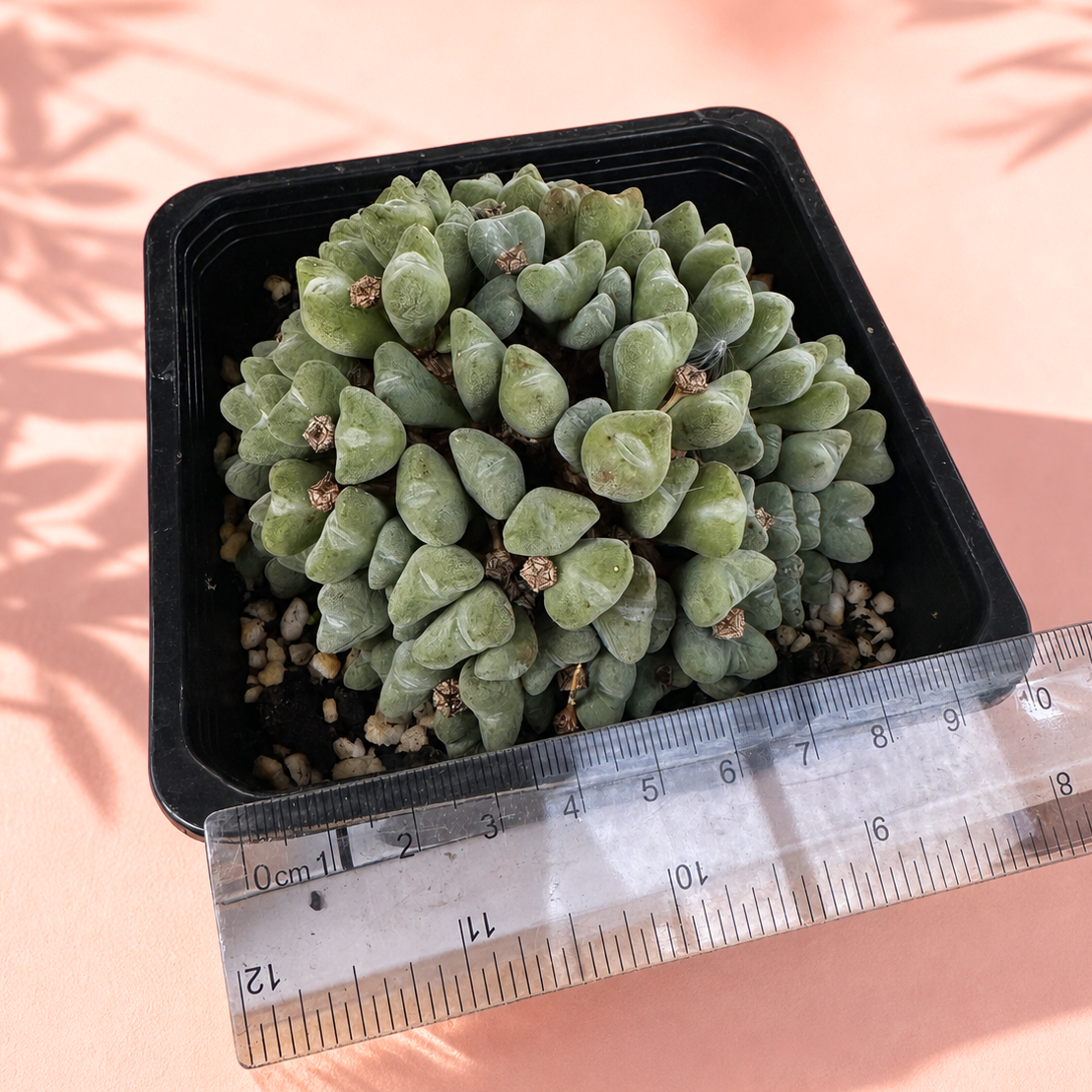 50+ Head Conophytum Collector Cluster Live Plant in 10cm Pot
