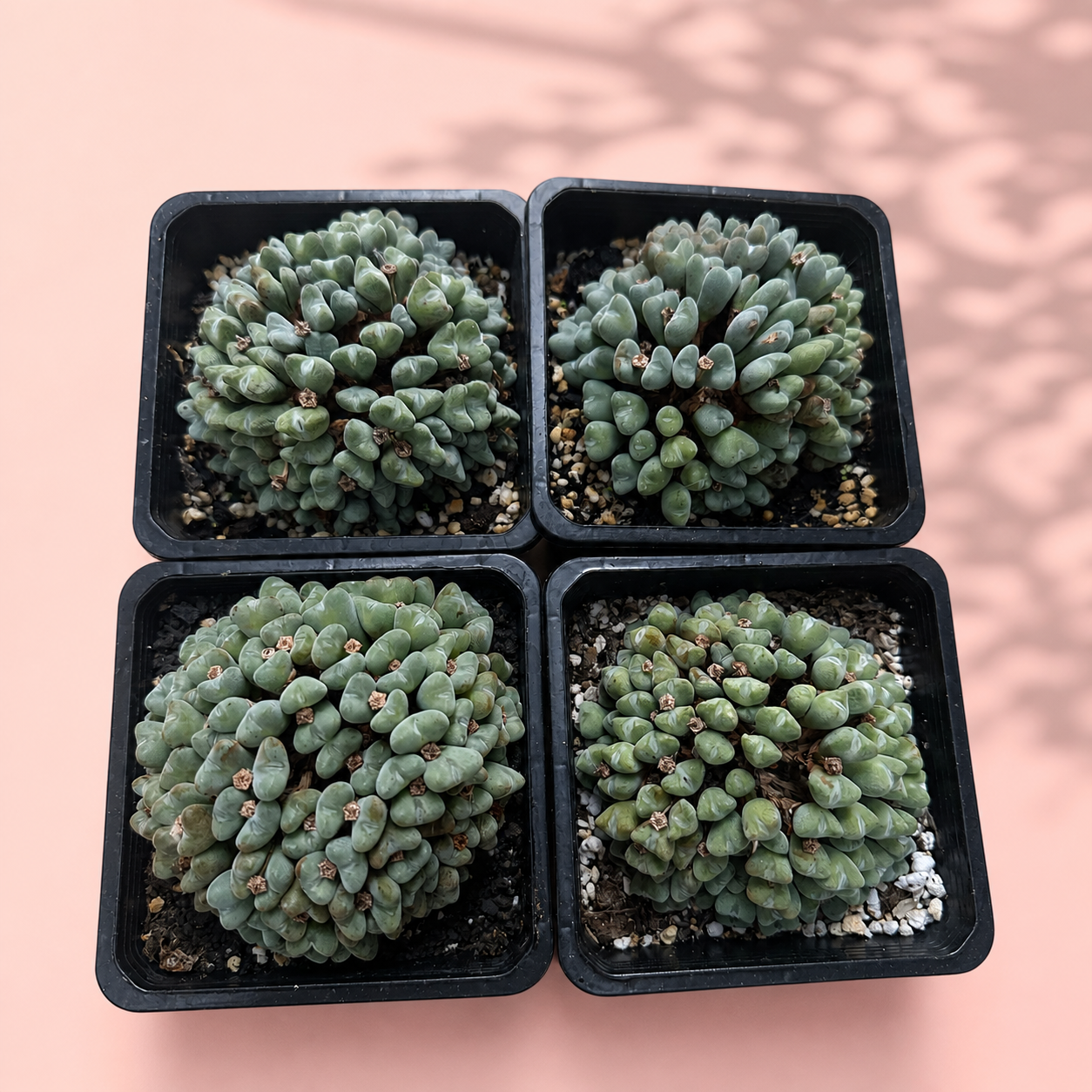 50+ Head Conophytum Collector Cluster Live Plant in 10cm Pot
