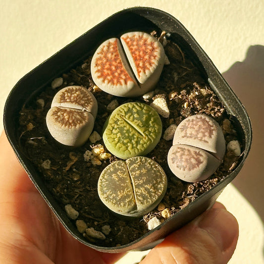 5pcs Premium Lithops Selection - chic chic plants