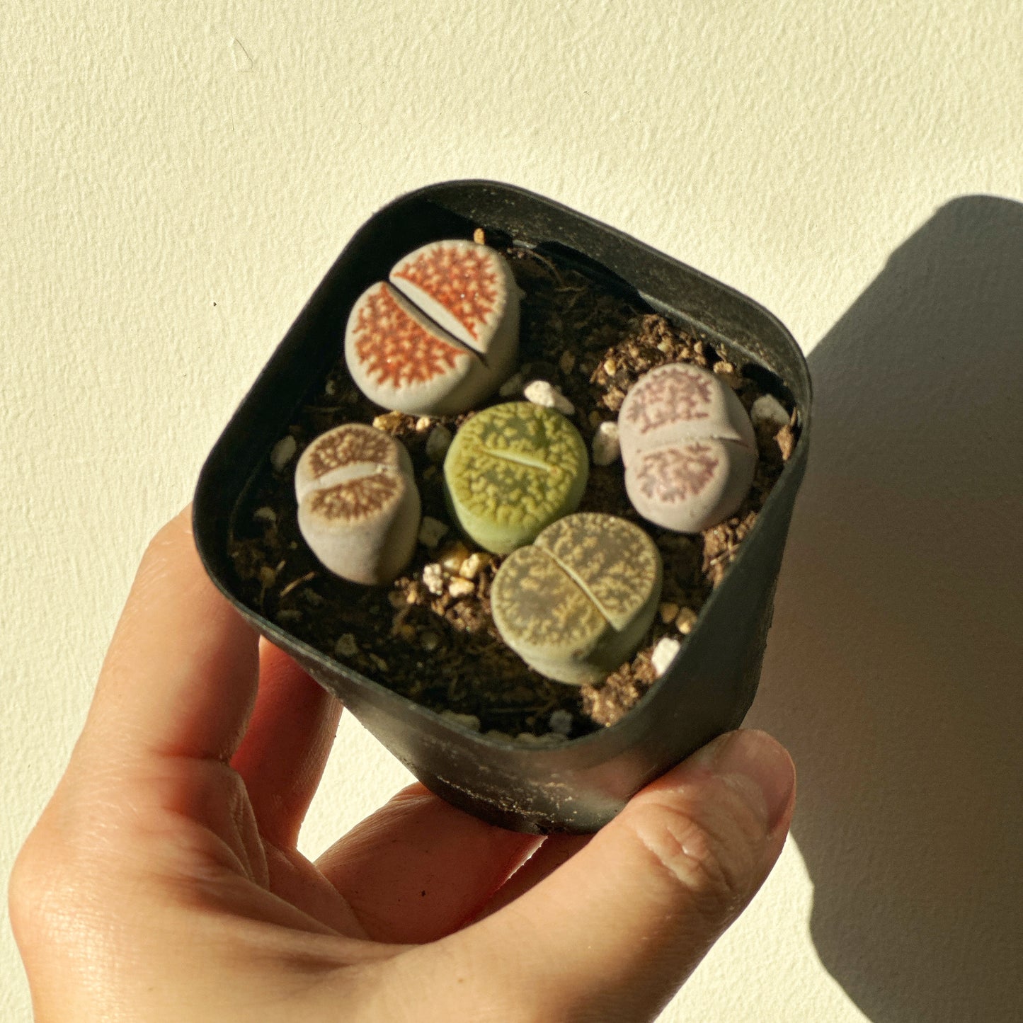 5pcs Premium Lithops Selection - chic chic plants - 0