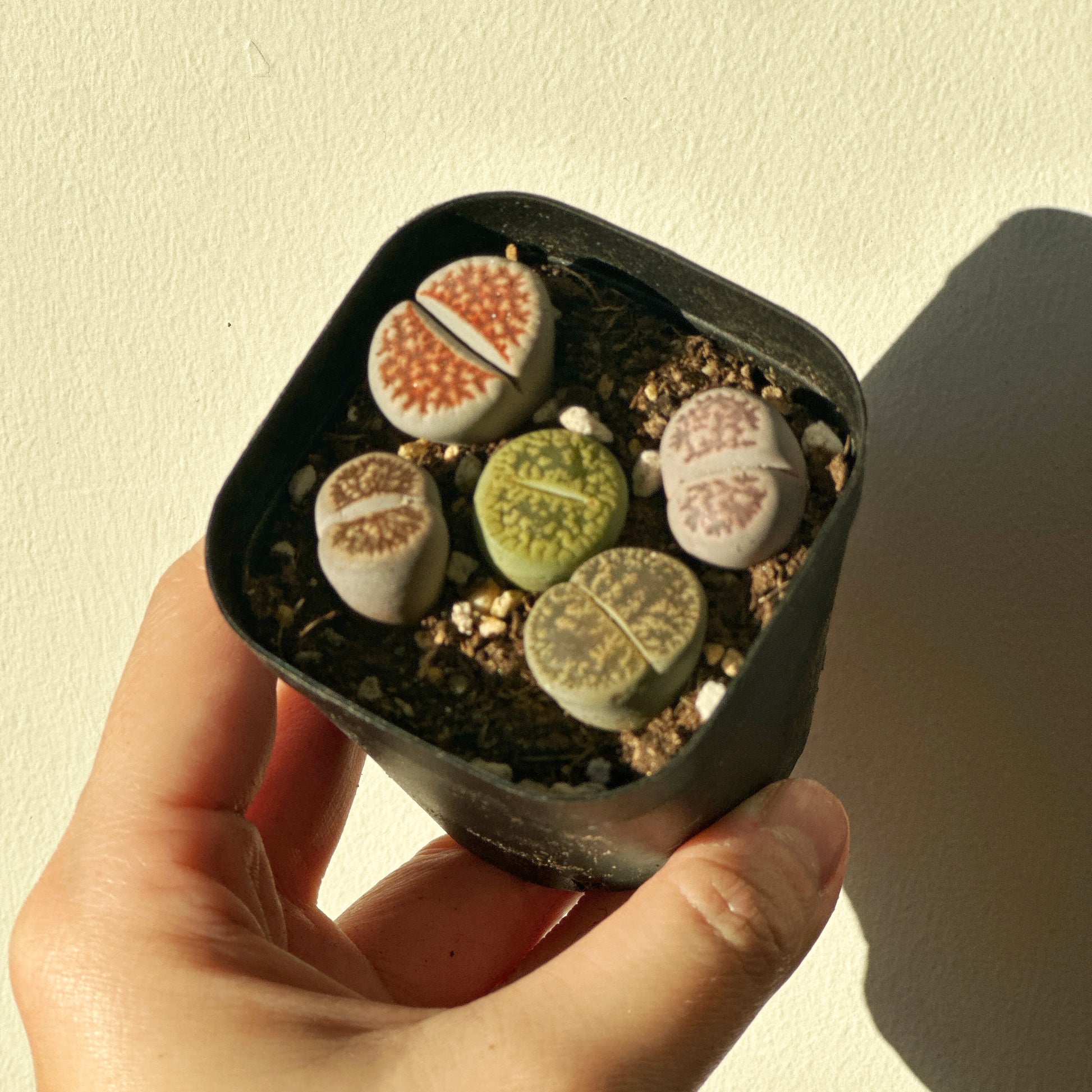 5pcs Premium Lithops Selection - chic chic plants - 0