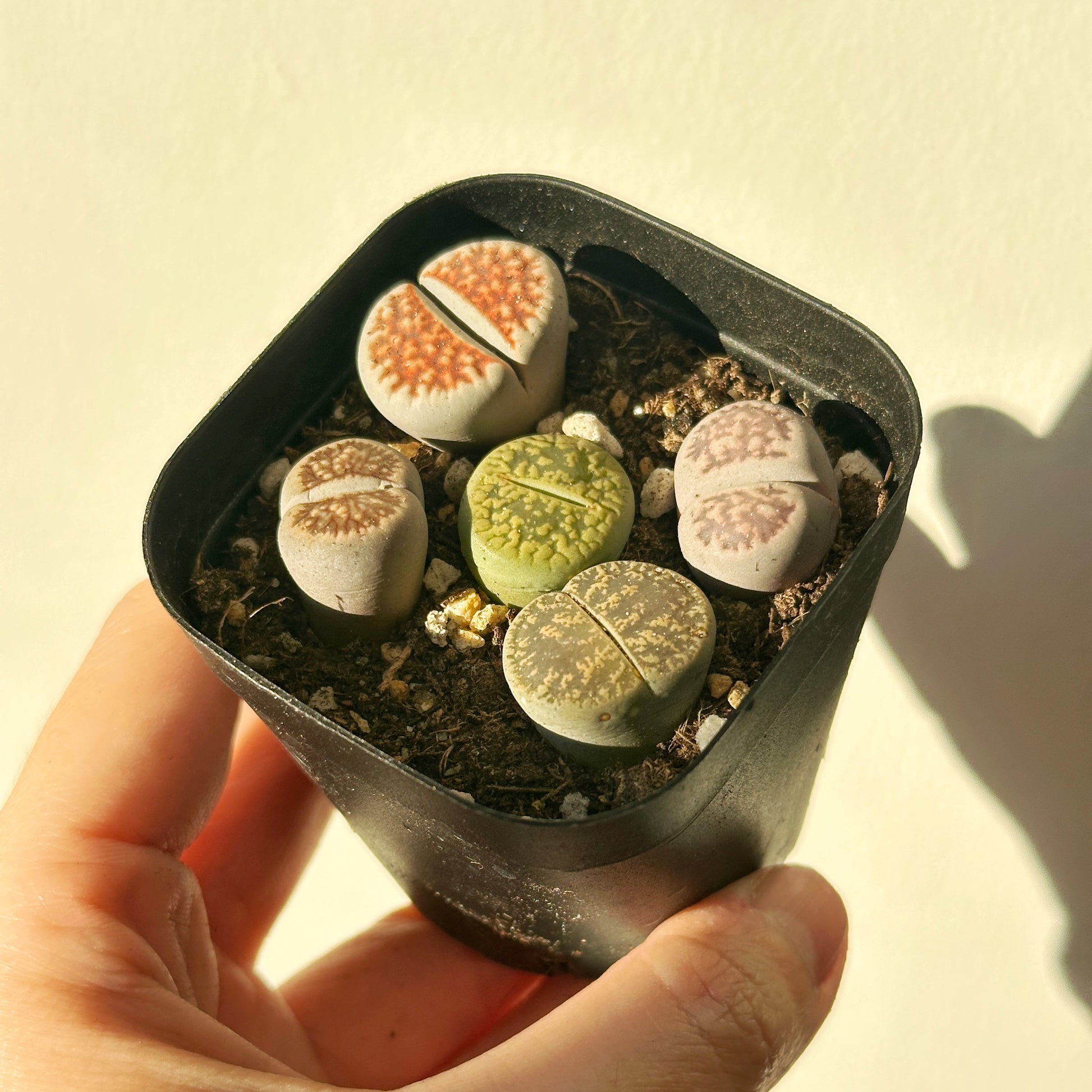 5pcs Premium Lithops Selection - chic chic plants - 0