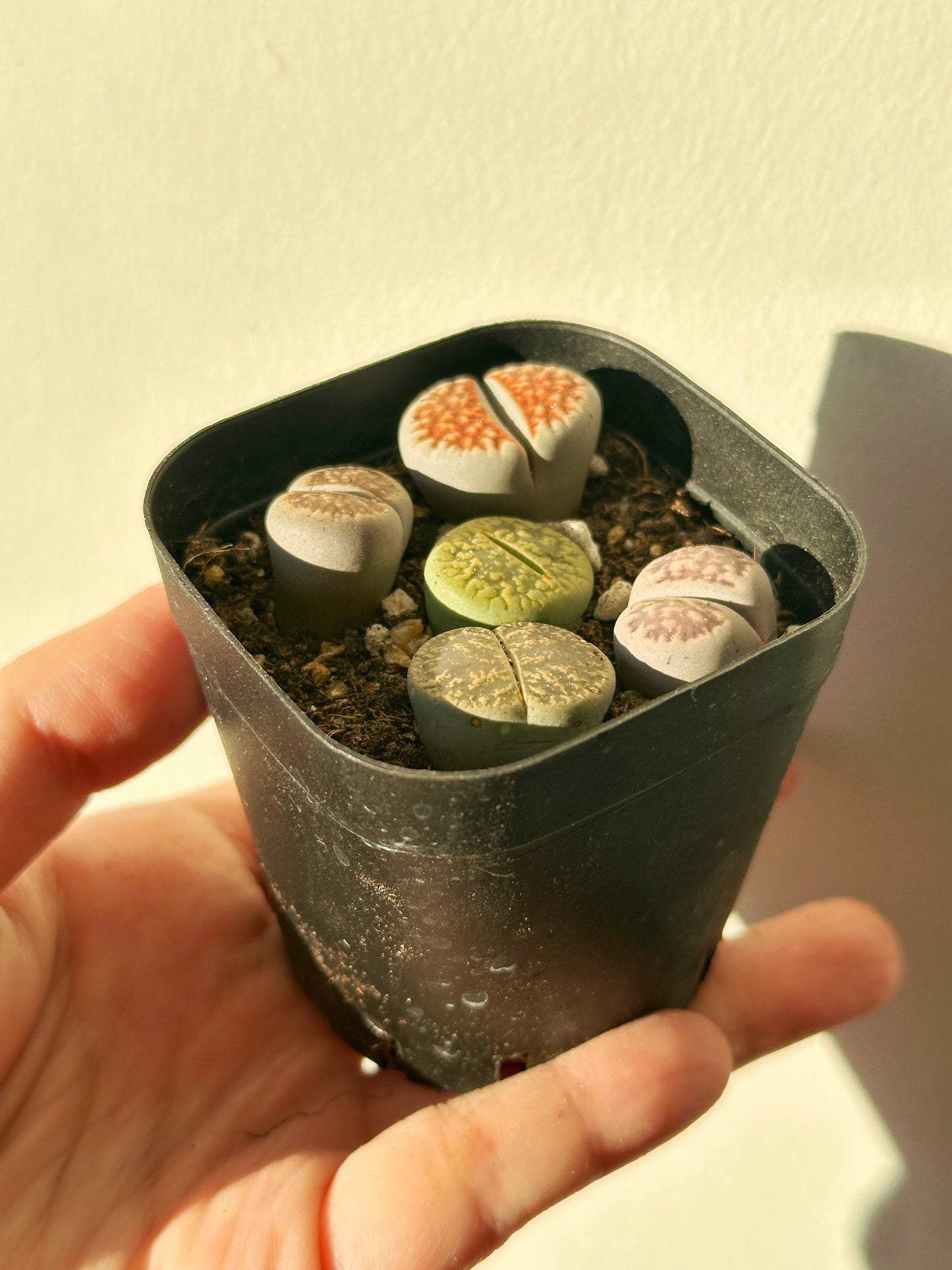 5pcs Premium Lithops Selection - chic chic plants - 0