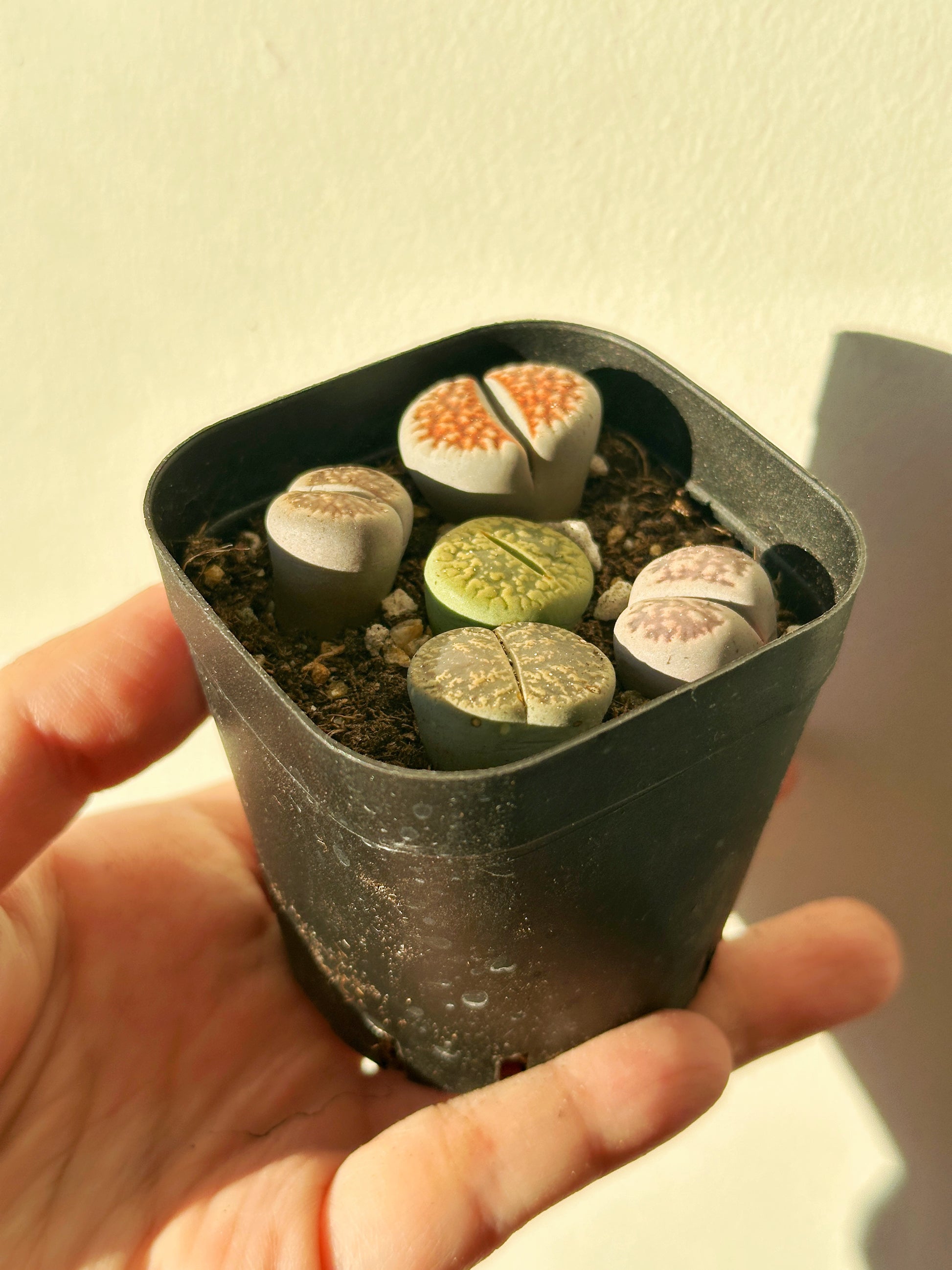 5pcs Premium Lithops Selection - chic chic plants - 0