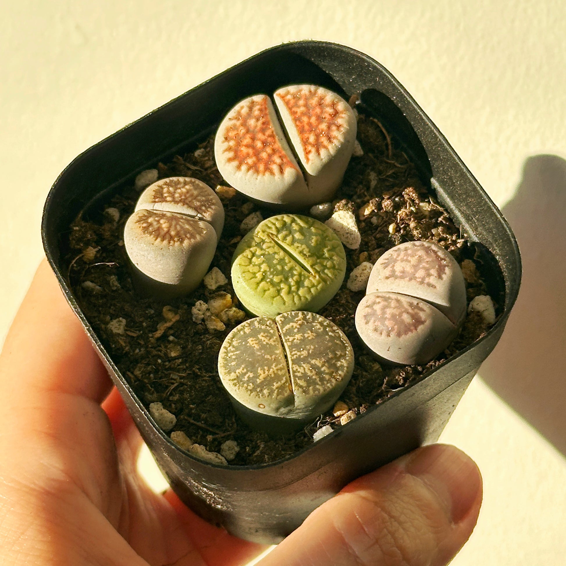 5pcs Premium Lithops Selection - chic chic plants - 0