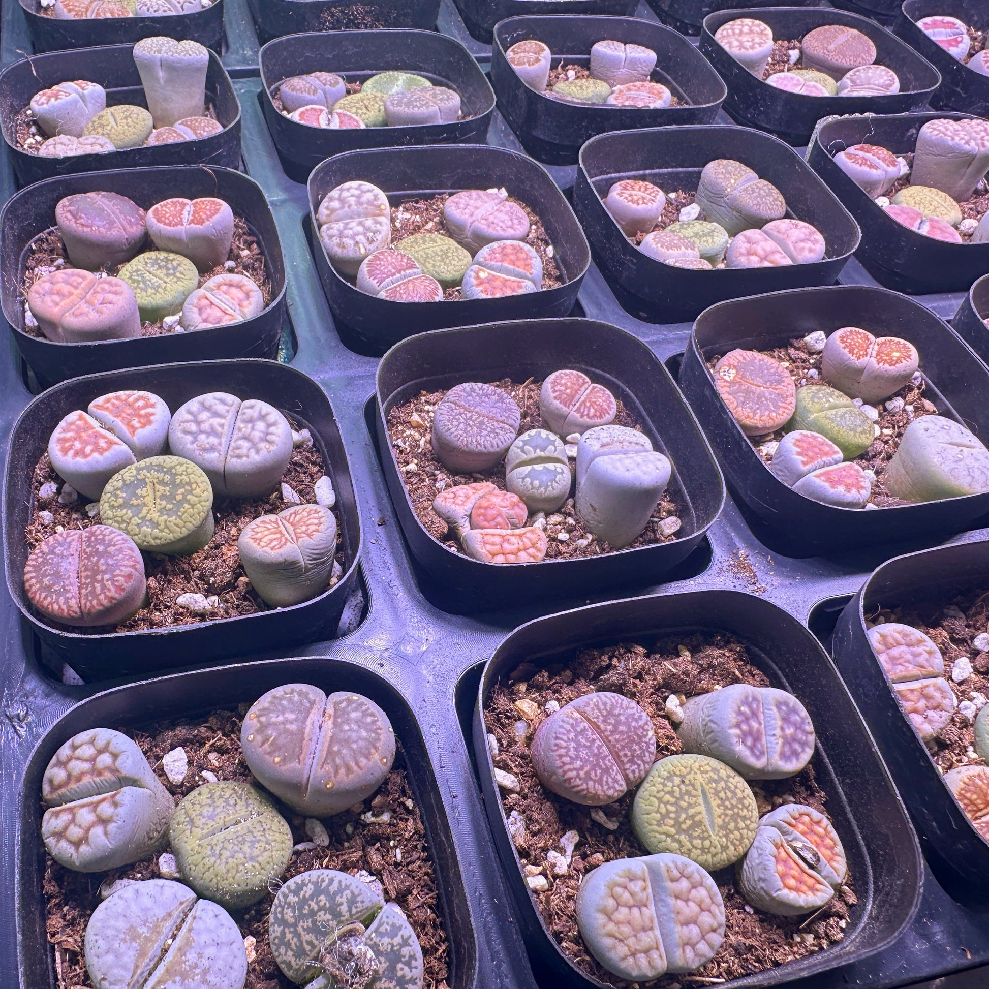 5pcs Premium Lithops Selection - chic chic plants - 0