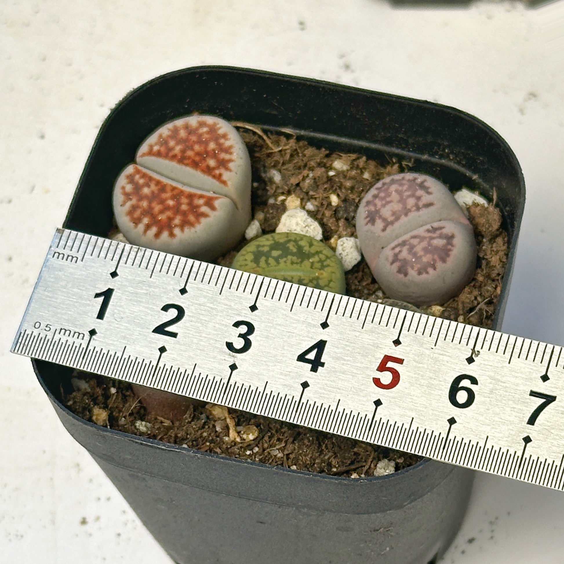 5pcs Premium Lithops Selection - chic chic plants - 0