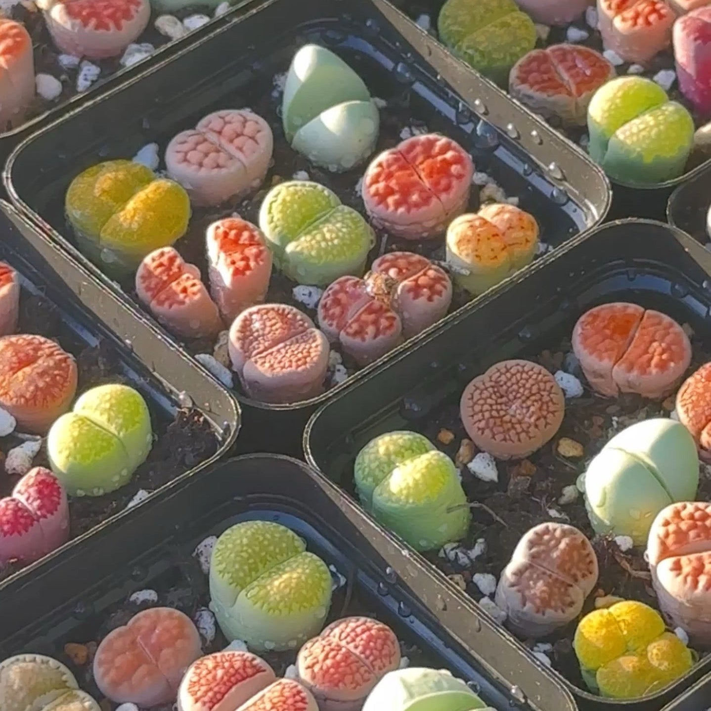 9pcs LithopS, Living Stone