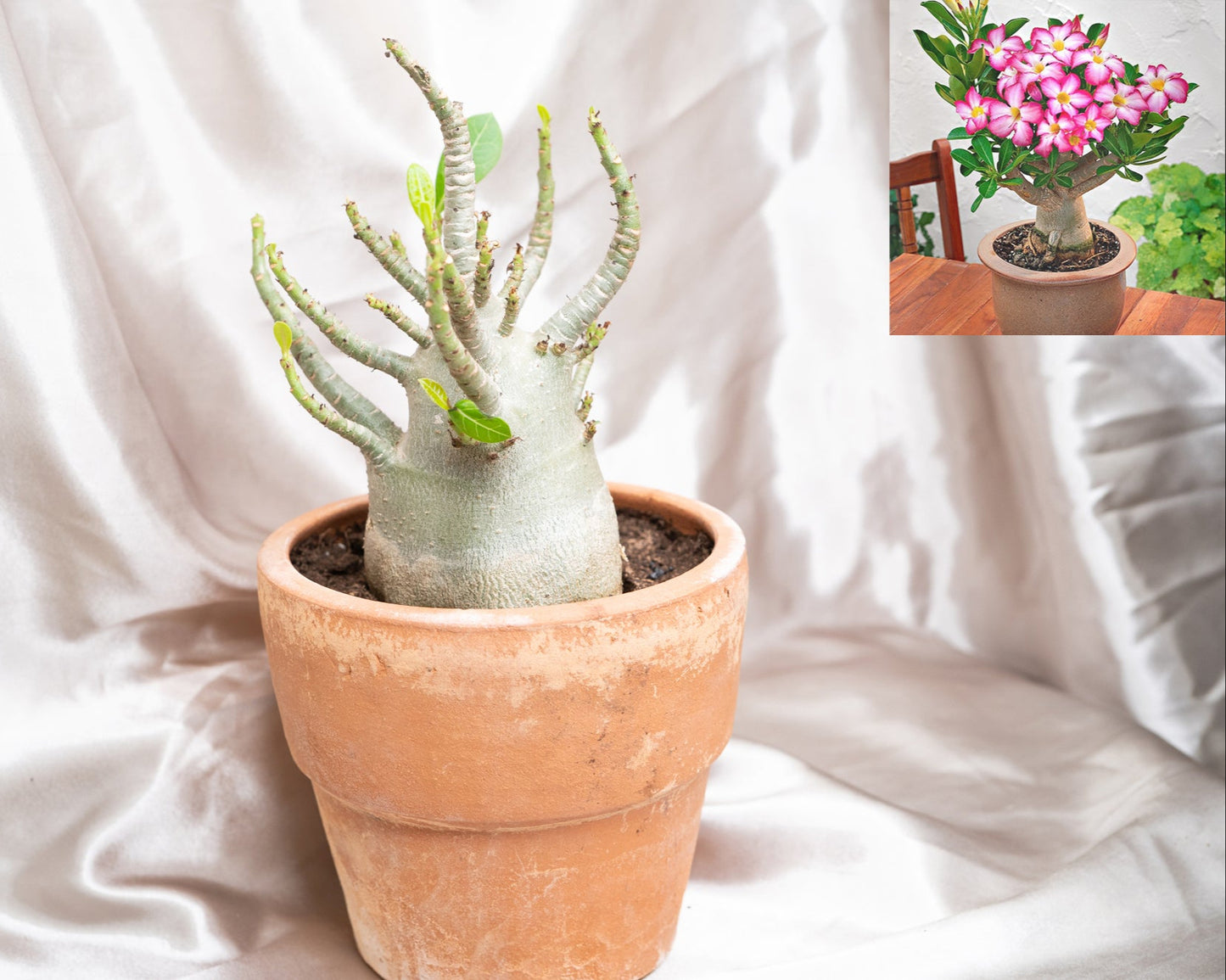 Adenium Obesum Desert Rose House Plant 17cm Pot