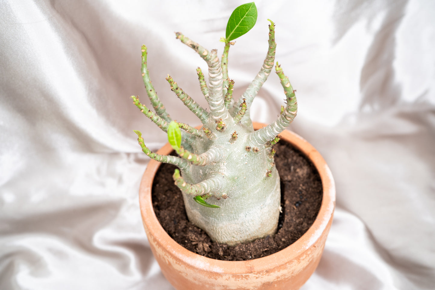 Adenium Obesum Desert Rose House Plant 17cm Pot