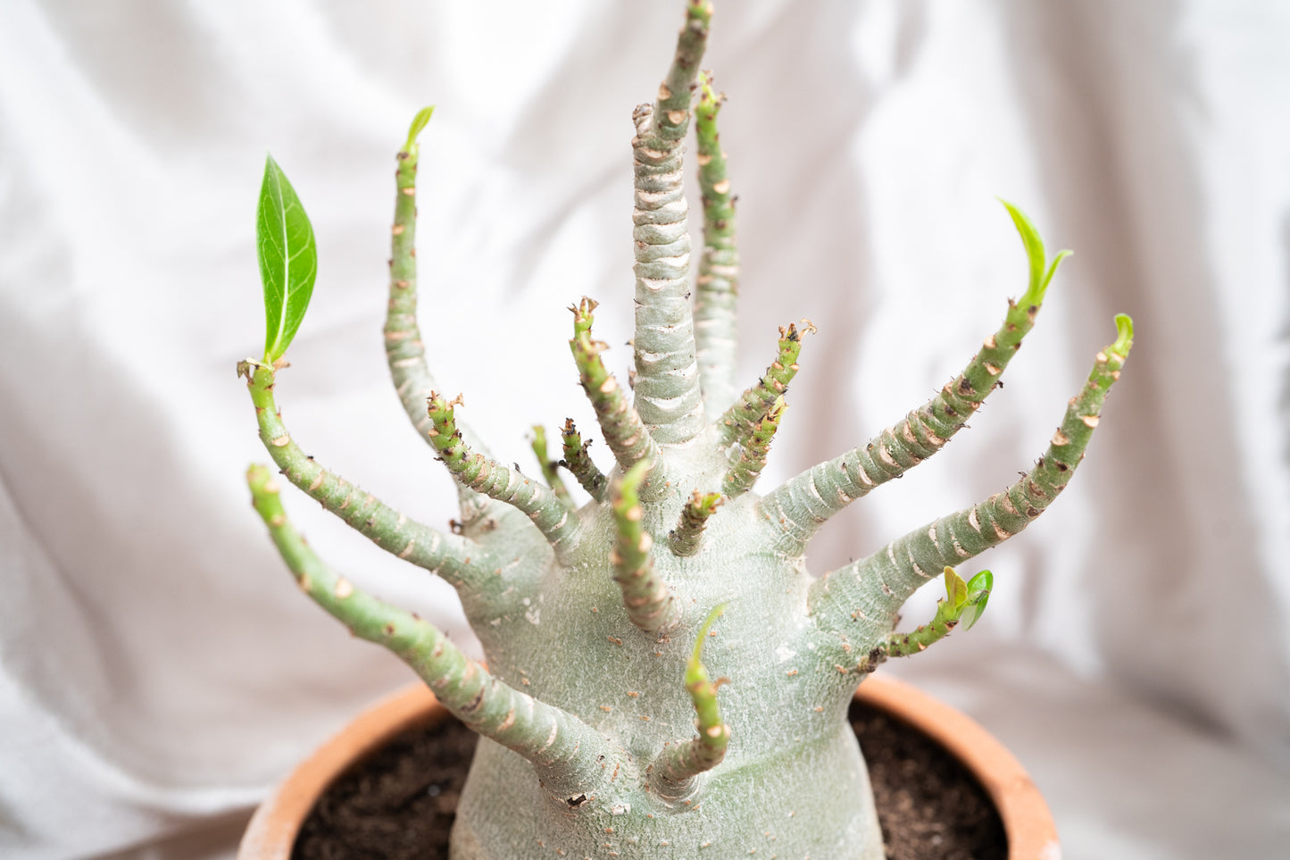 Adenium Obesum Desert Rose House Plant 17cm Pot