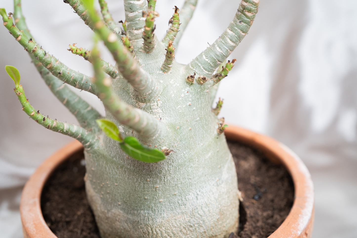 Adenium Obesum Desert Rose House Plant 17cm Pot