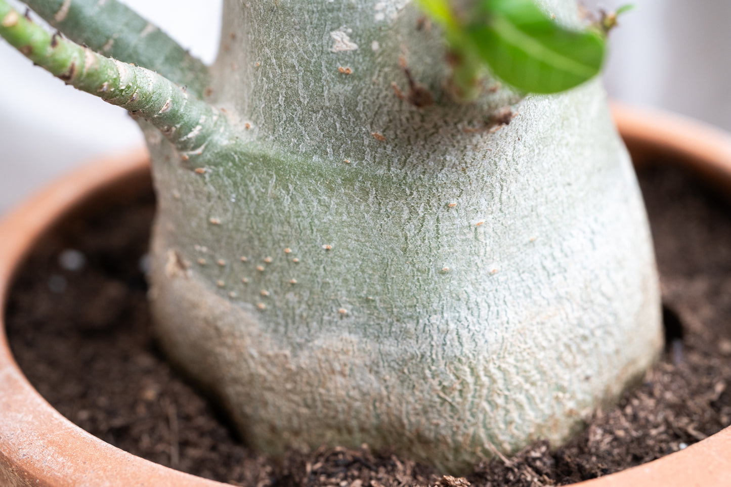 Adenium Obesum Desert Rose House Plant 17cm Pot