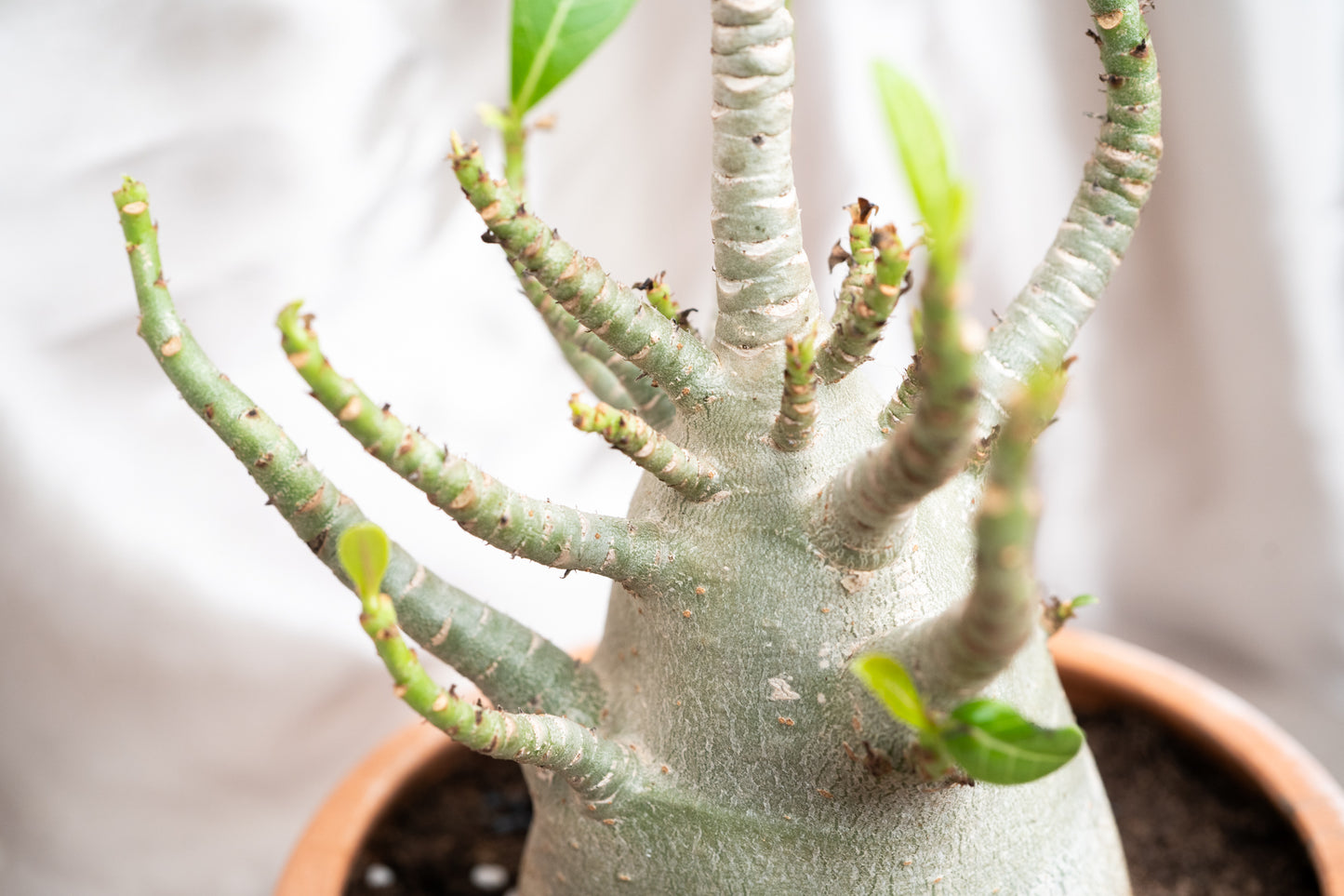 Adenium Obesum Desert Rose House Plant 17cm Pot