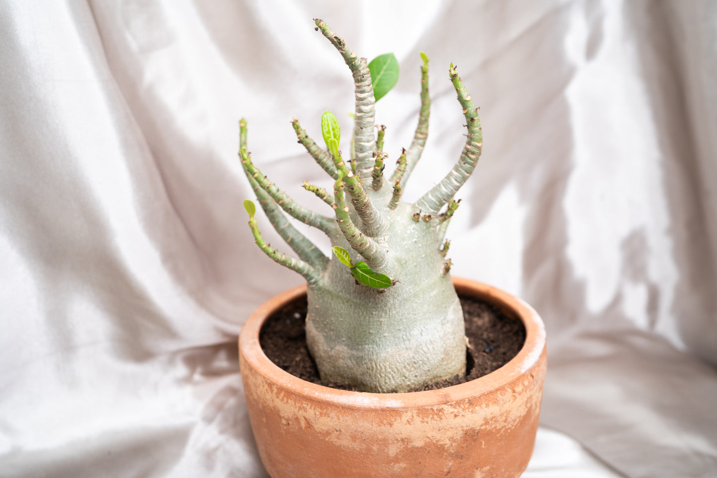 Adenium Obesum Desert Rose House Plant 17cm Pot